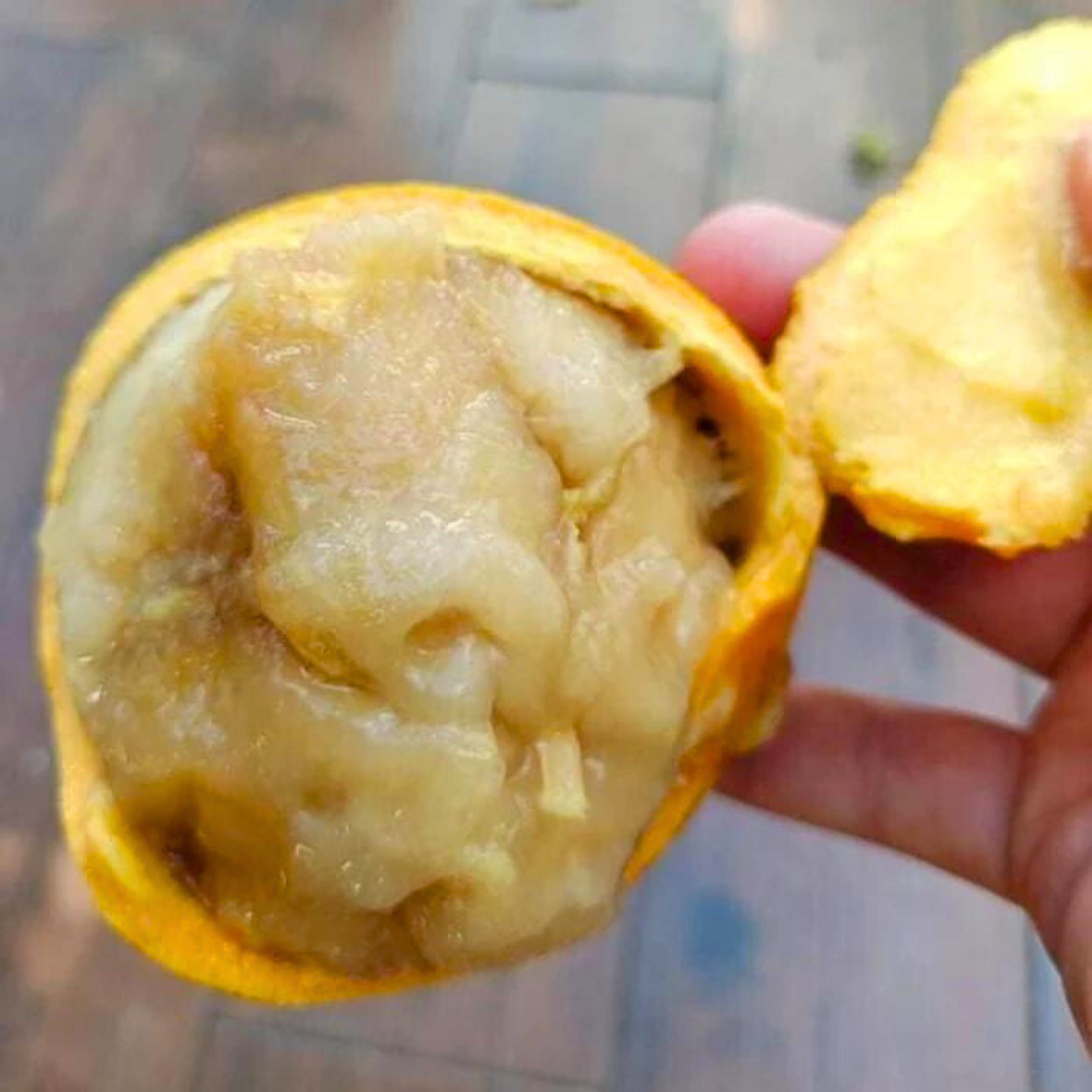 VL Gogo (Salacia macrophylla) Fruit Live Plant - view 5