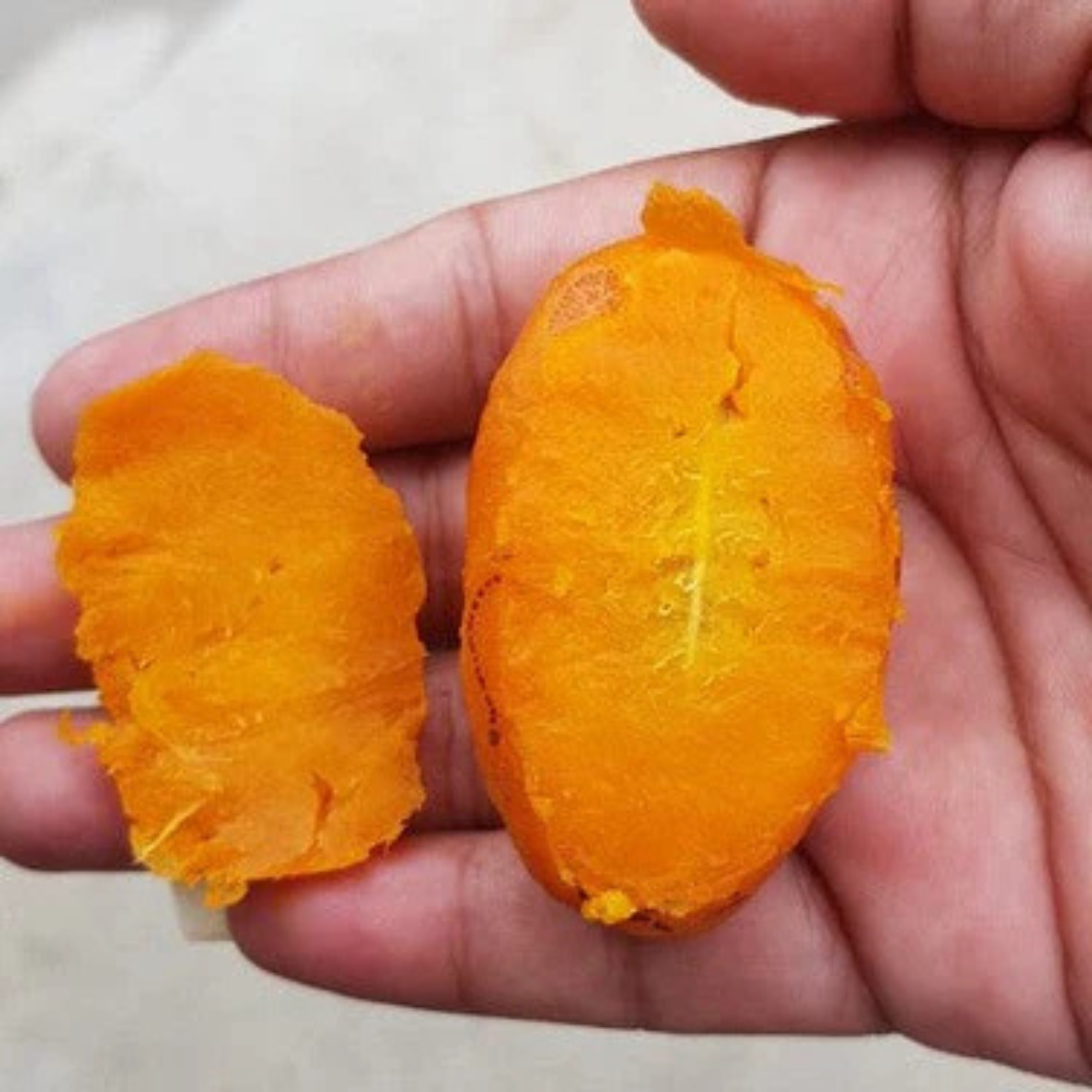 VL Olosappo (Couepia Polyandryis) Fruit Live Plant