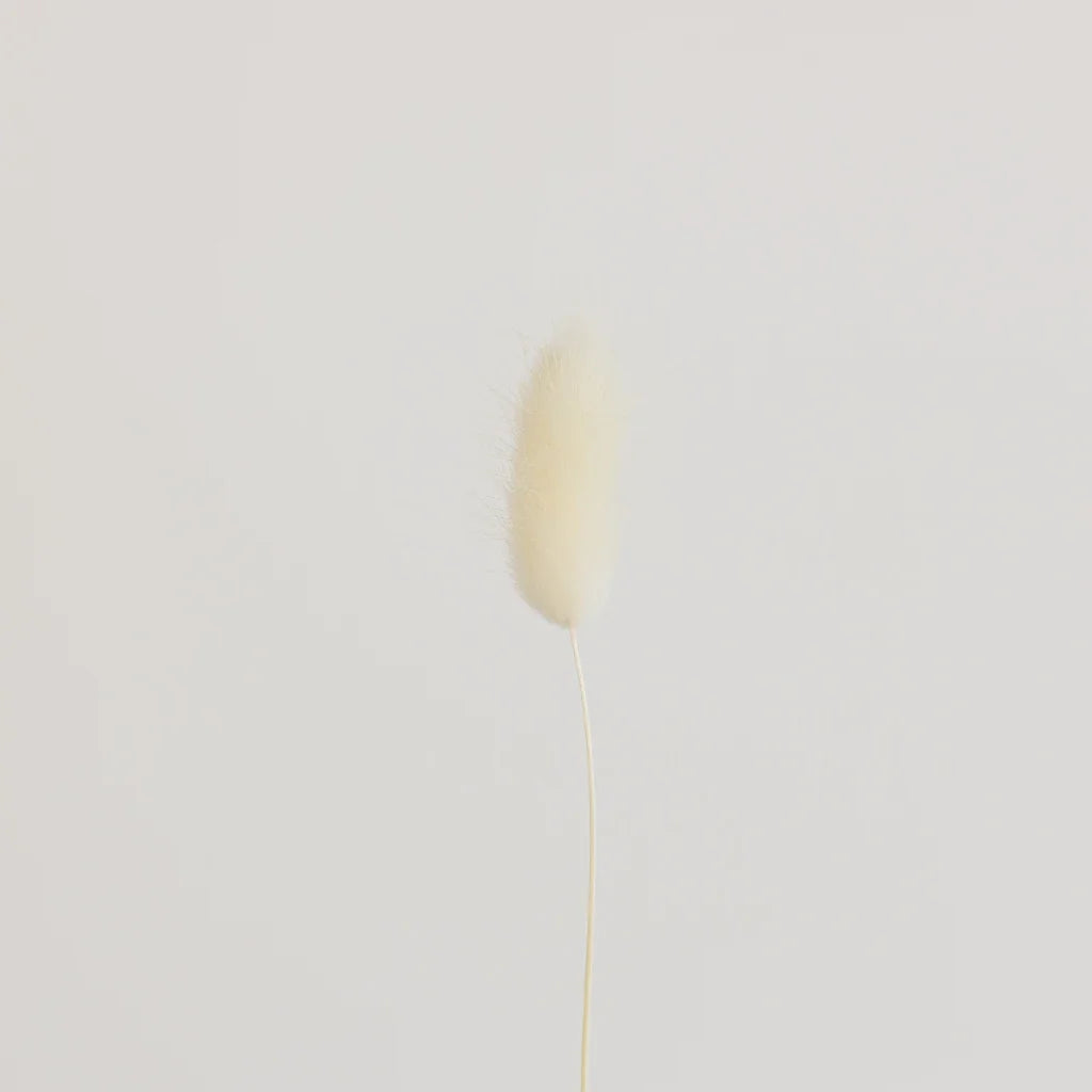 FiftyFlowers Bleached Dried Bunny Tail Grass - view 2
