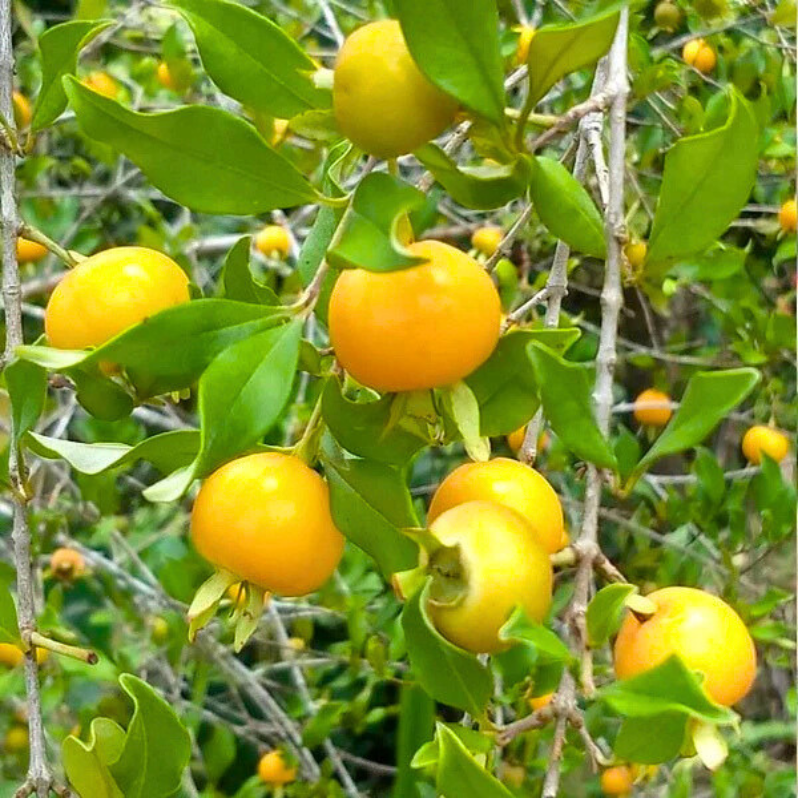 VL Yellow Grumichama (Eugenia brasilensis var. leucocephala) Fruit Live Plant - view 3