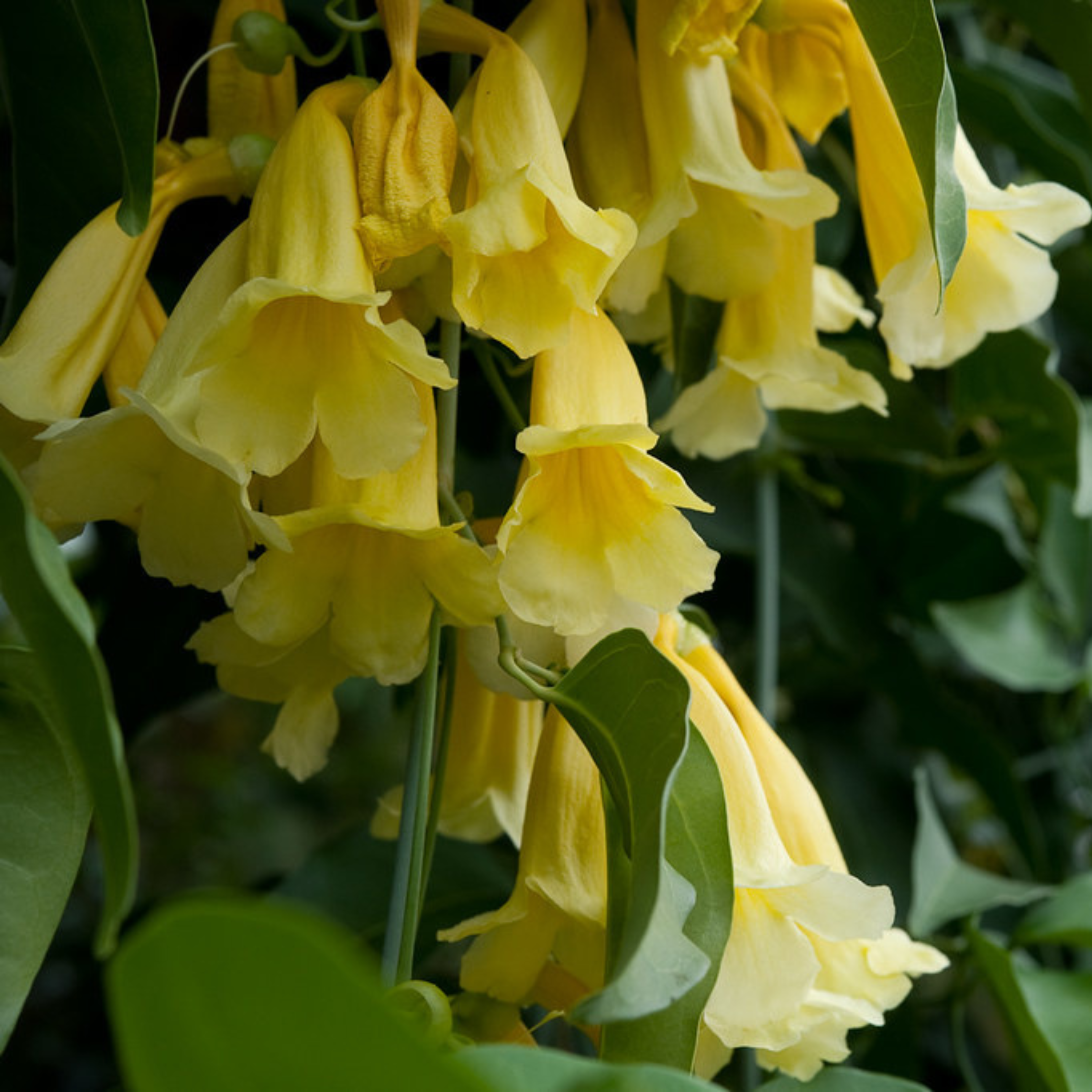 MR Yellow Trumpet Vine (Anemopaegma chamberlaynii) Flowering Live Plant
