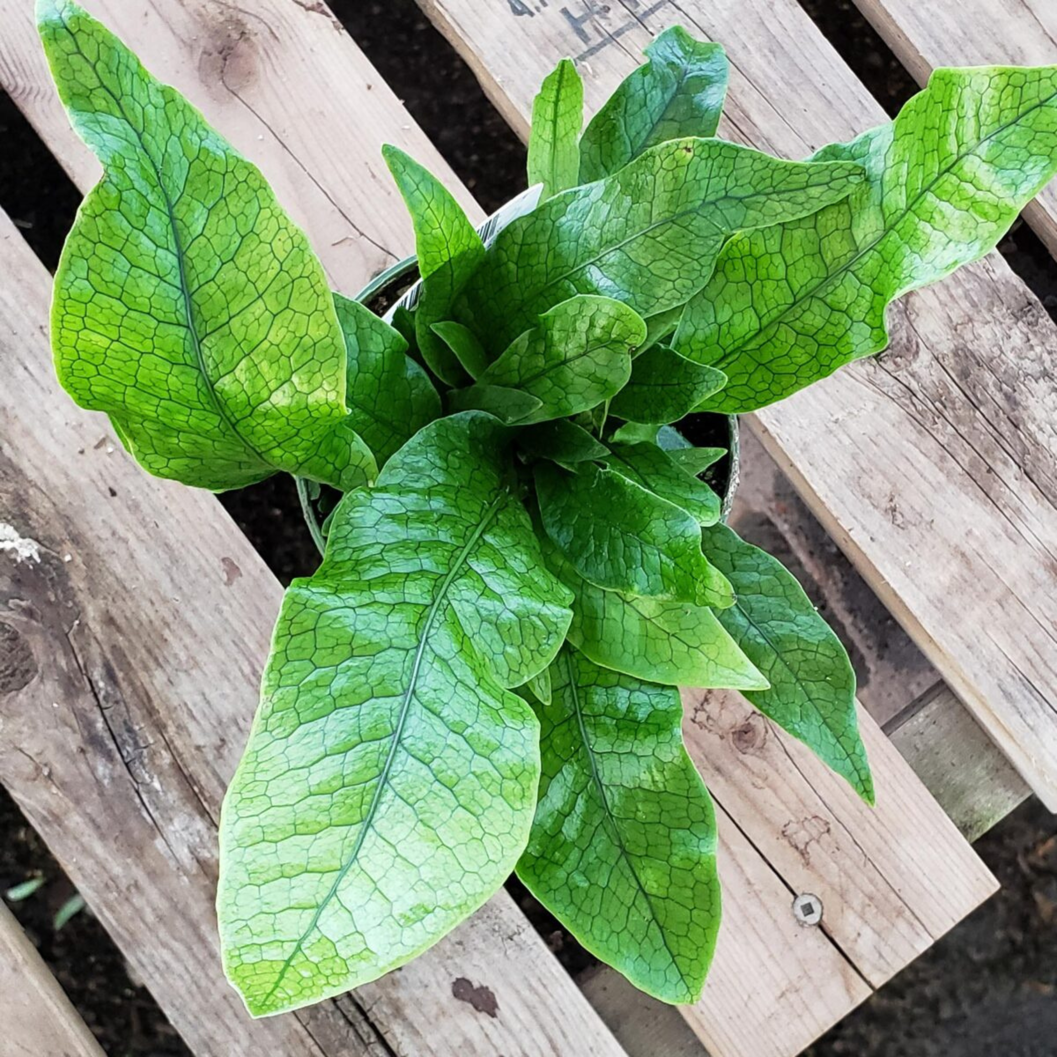 DZ Crocodile Fern (Microsorum musifolium) Indoor/Outdoor Live Plant - view 3