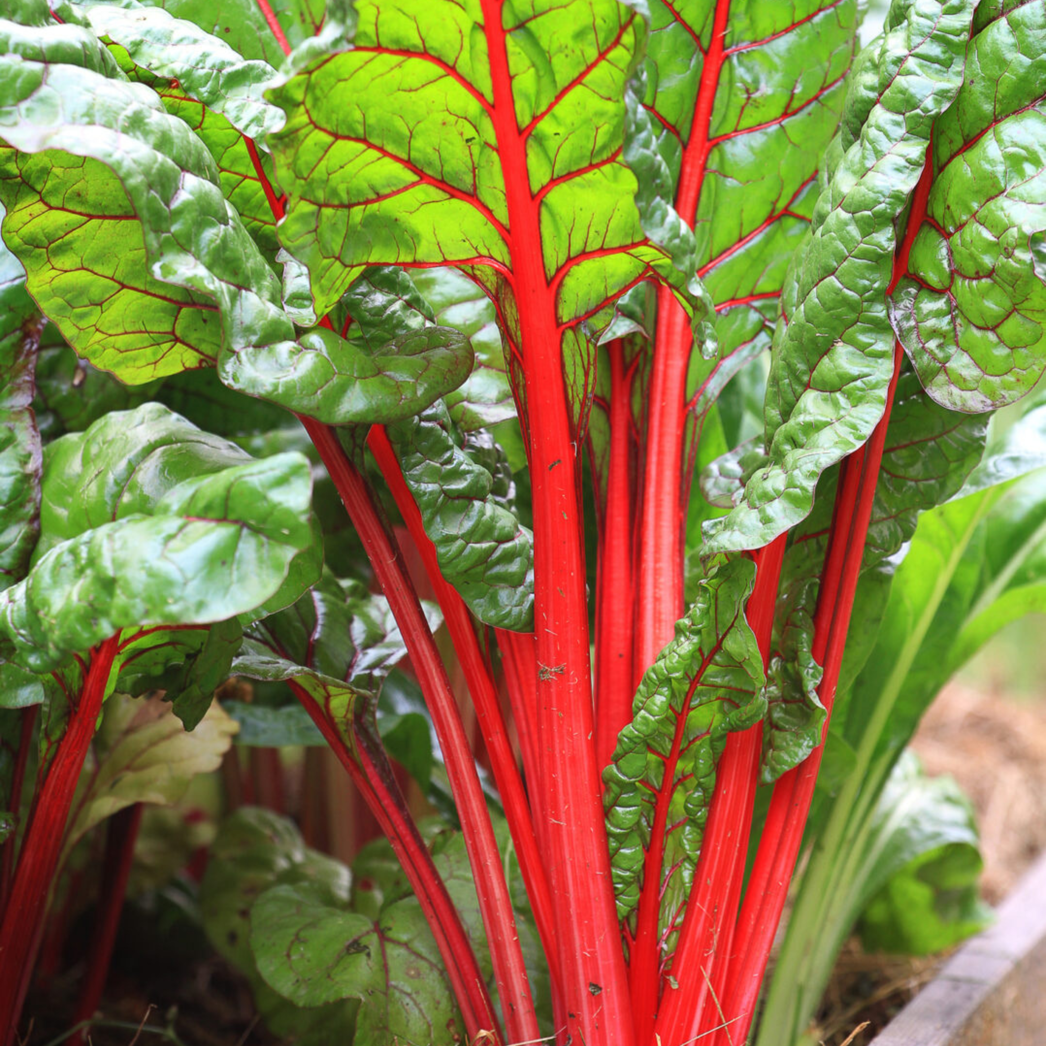 Seed2Plant Organic Swiss Chard Red (स्विस चर्ड रेड) Seeds - Open Pollinated - view 2