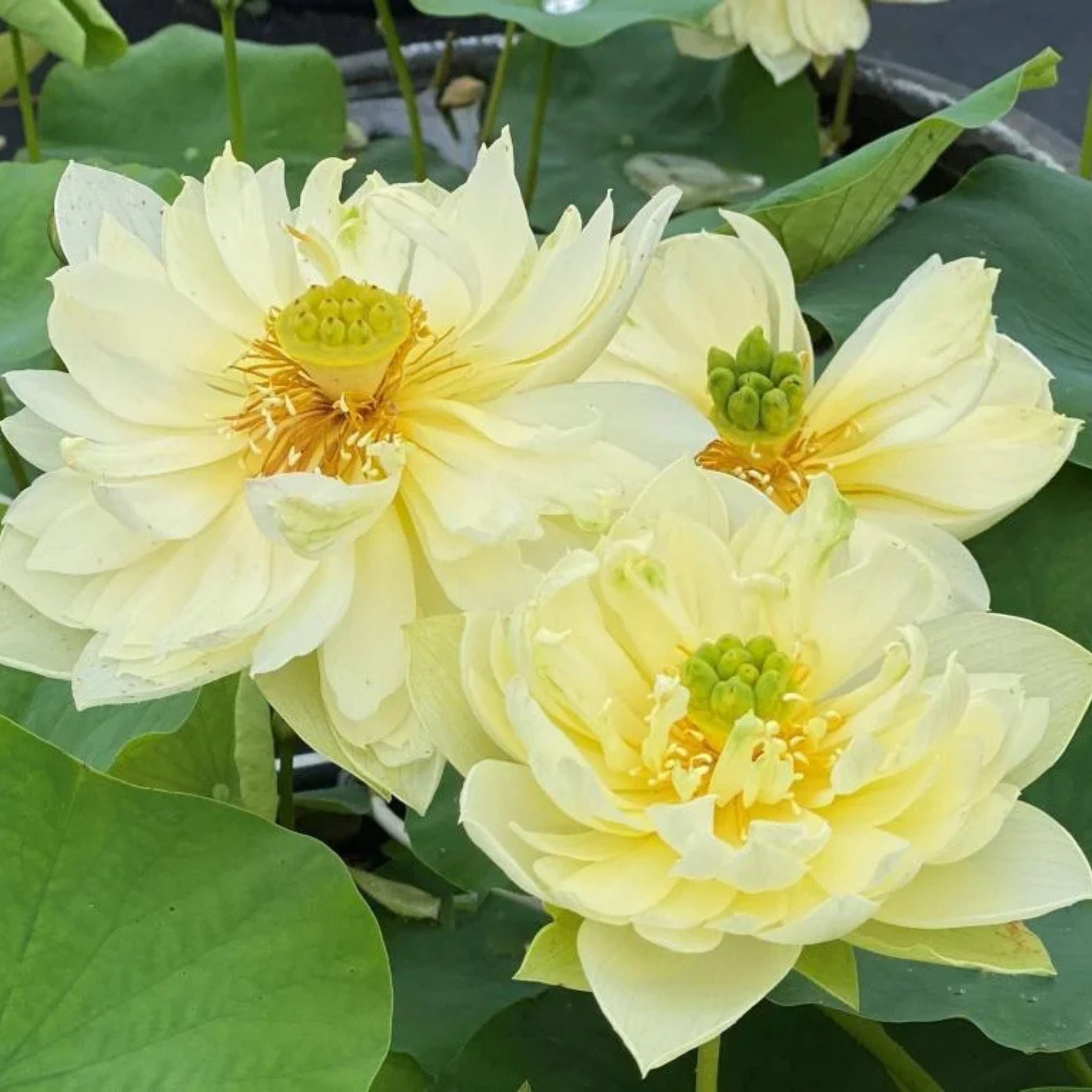 DZ Yellow Peony Lotus Tuber
