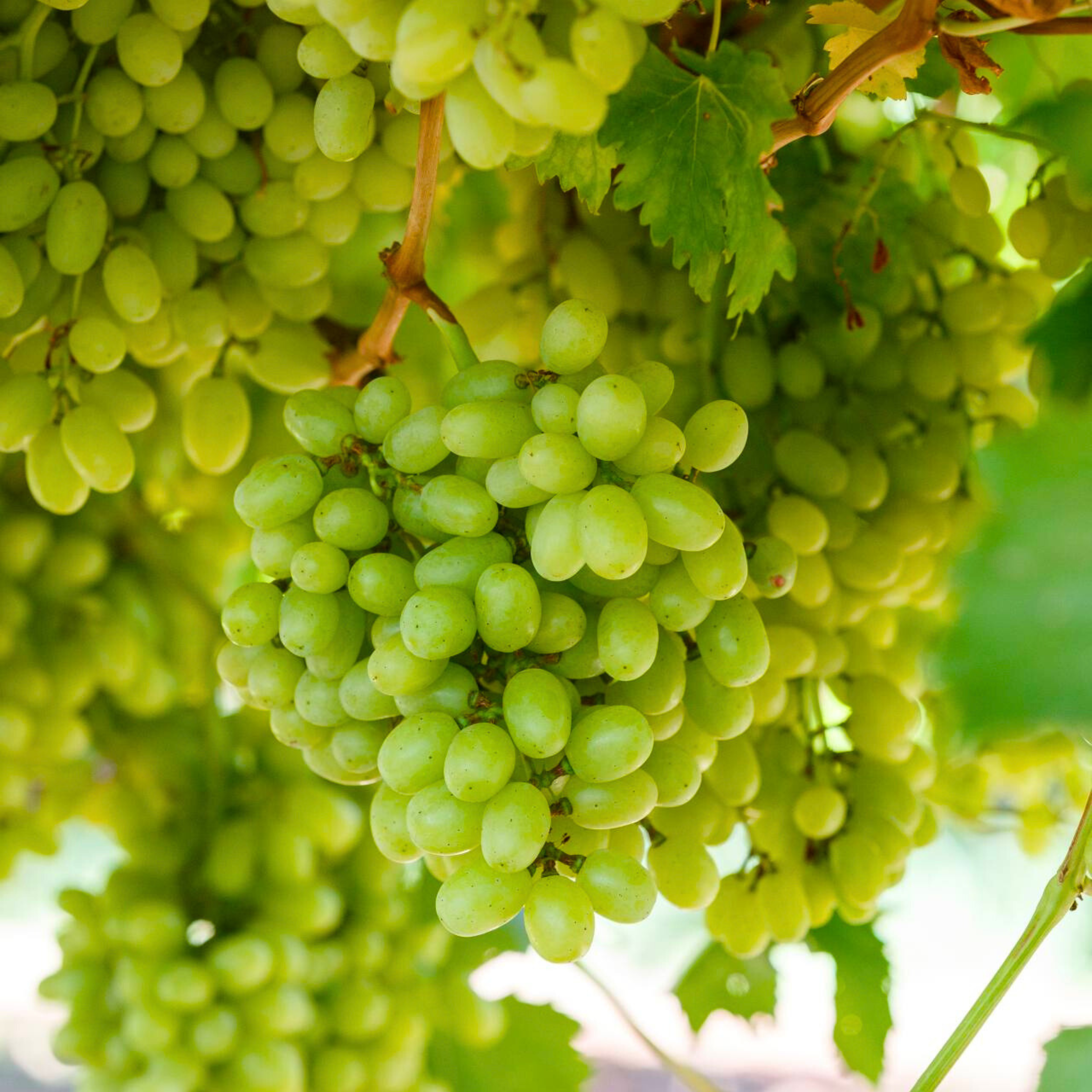 MR Seedless Grapes Green (Vitis vinifera) Fruit Live Plant - view 3