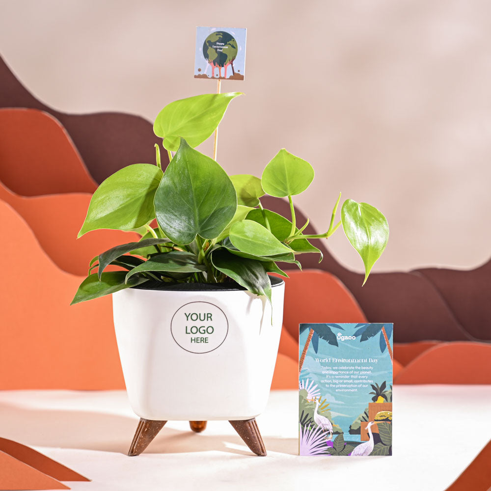 Ugaoo Philodendron Oxycardium Green Plant For Environment Day Gifting - view 55