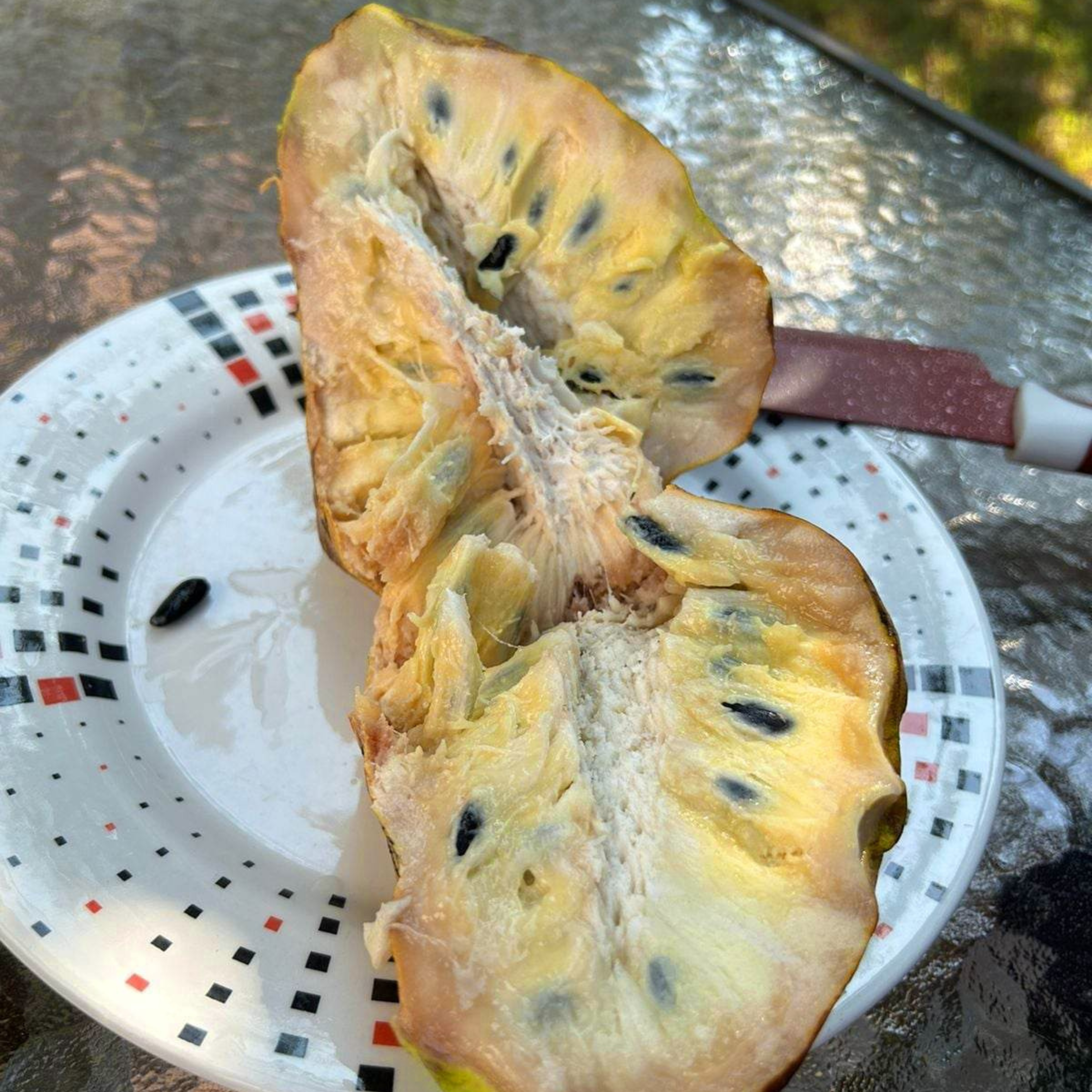 VL Verde Esmeralda (Annona reticulata) Fruit Live Plant