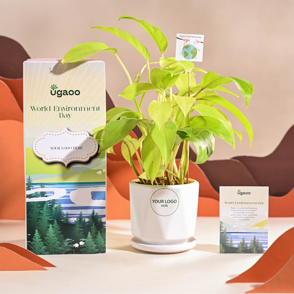 Ugaoo Philodendron Ceylon Golden Plant For Environment Day Gifting - view 49