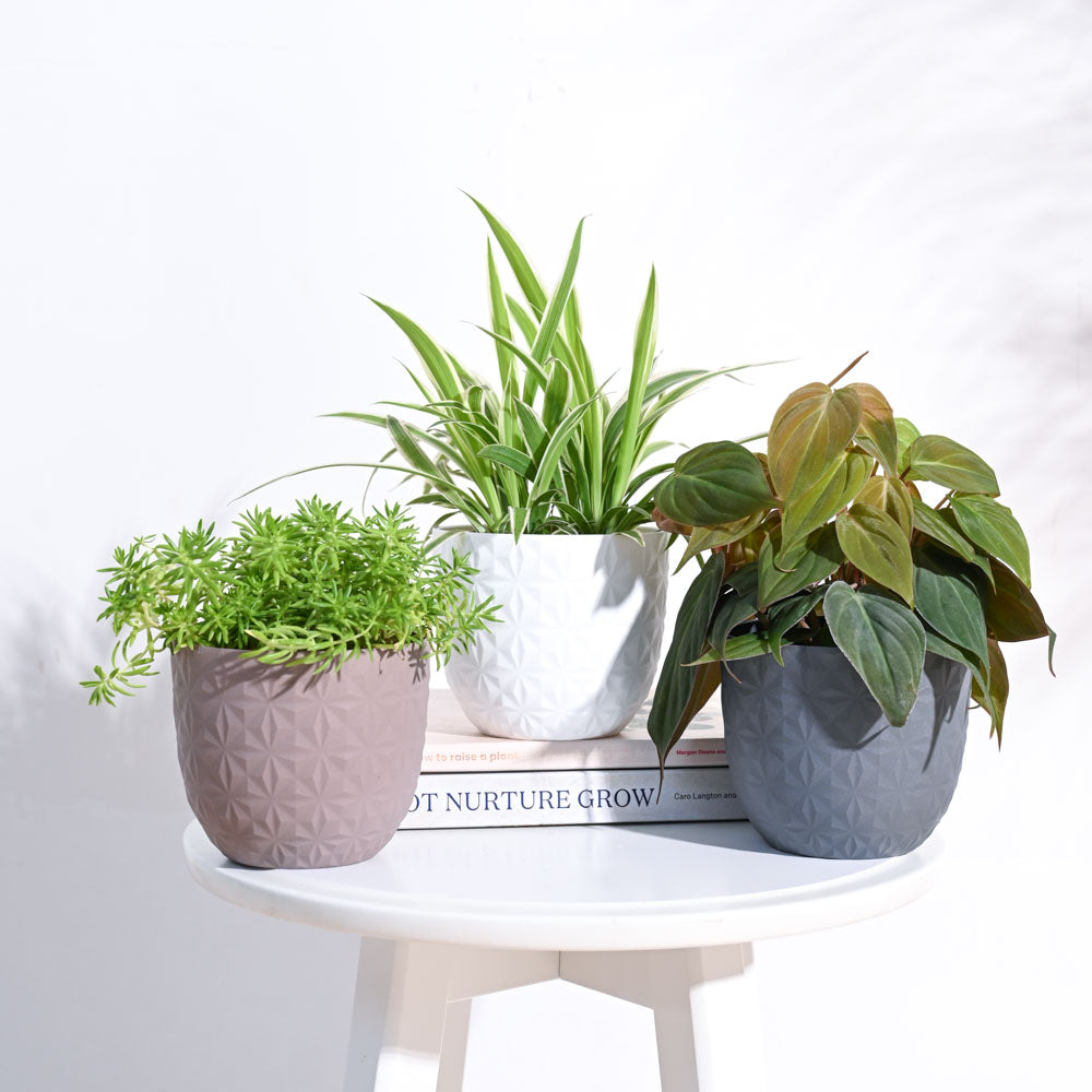Ugaoo Verona Diamond Planter