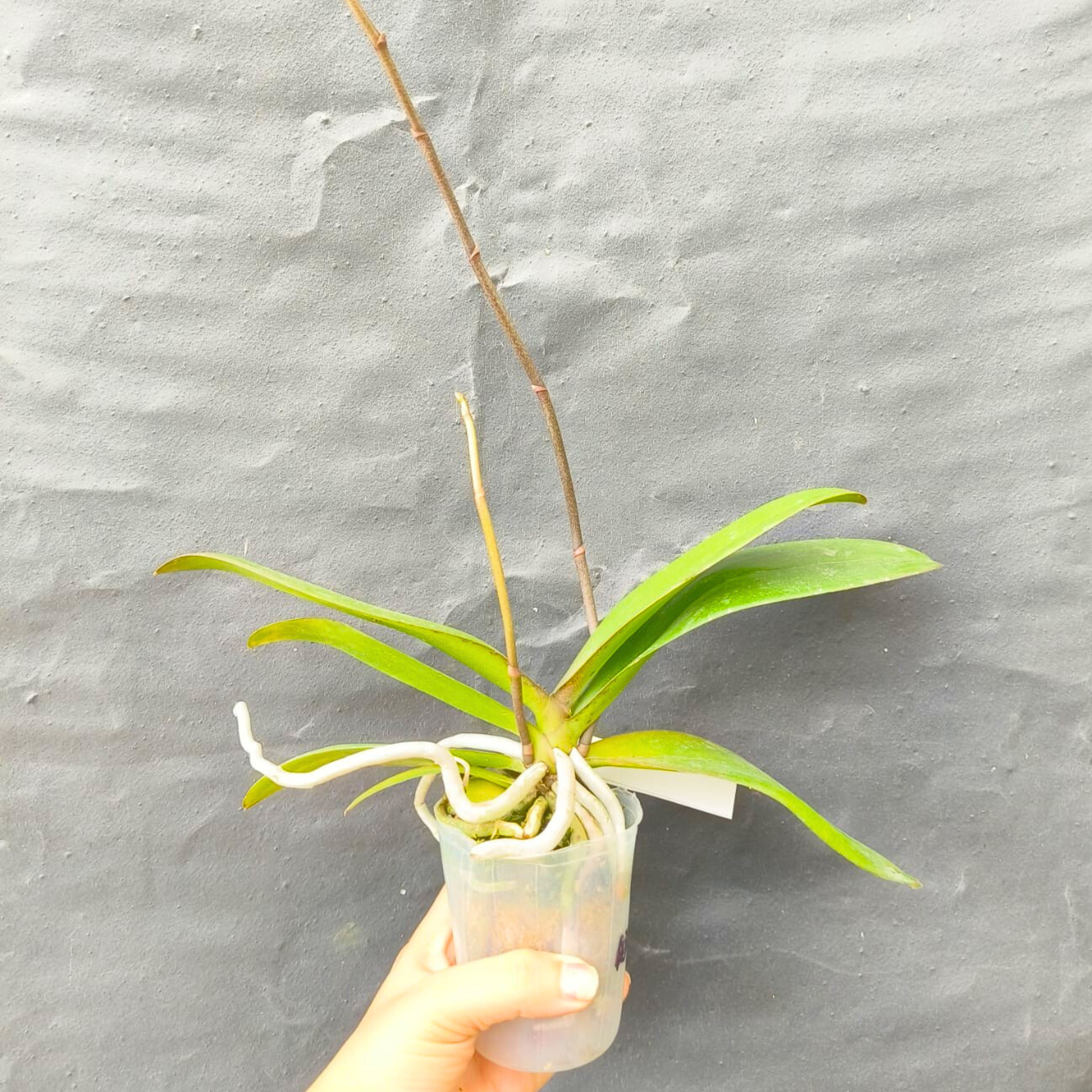 DZ Phalaenopsis KV829 - Blooming Size