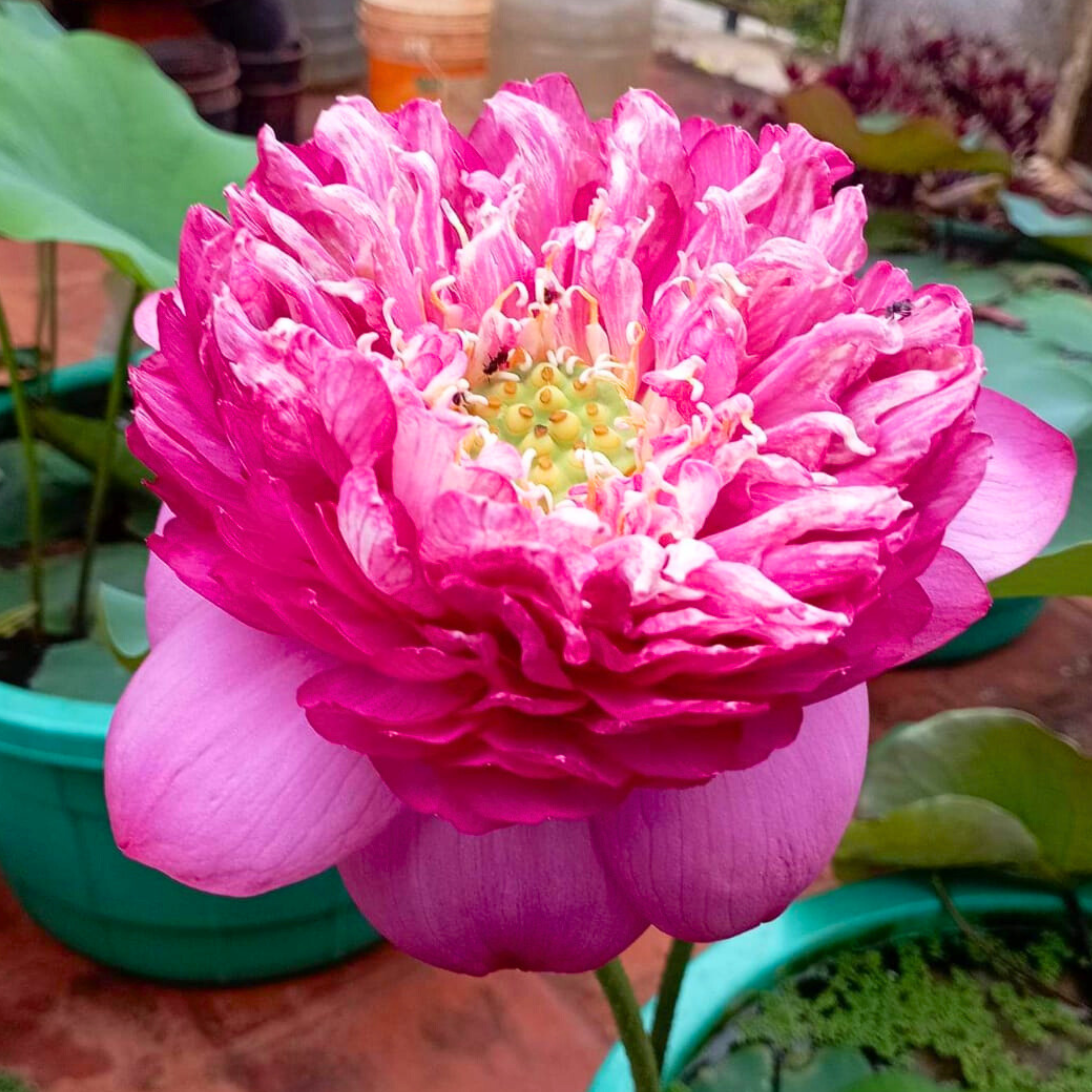 DZ Bucha Lotus Tuber - view 4