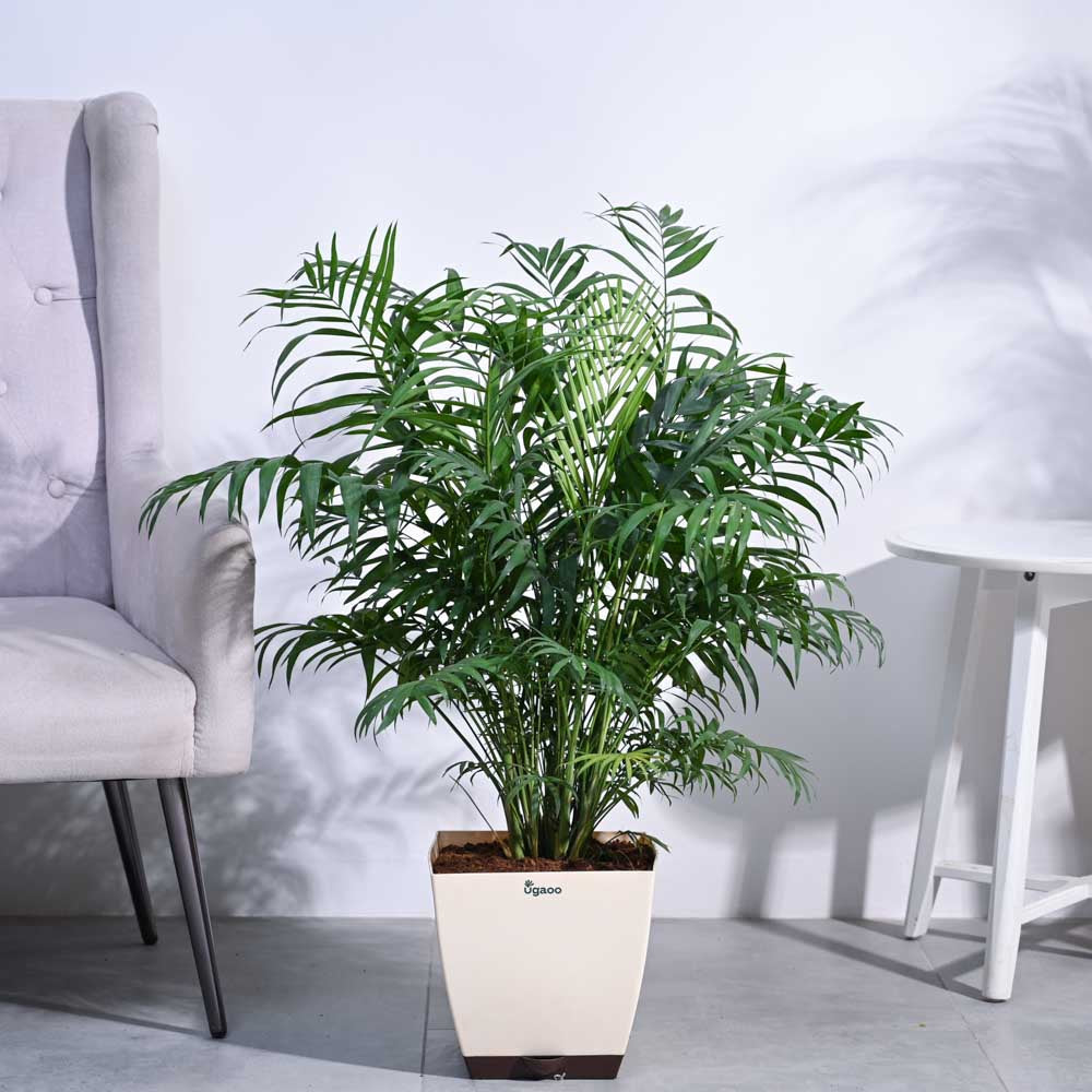 Ugaoo Bamboo Palm XL