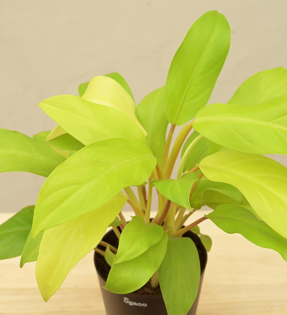 Ugaoo Philodendron Ceylon Golden Plant For Environment Day Gifting - view 72
