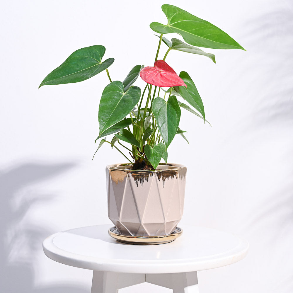 Ugaoo Aurelius Prism Ceramic Pot