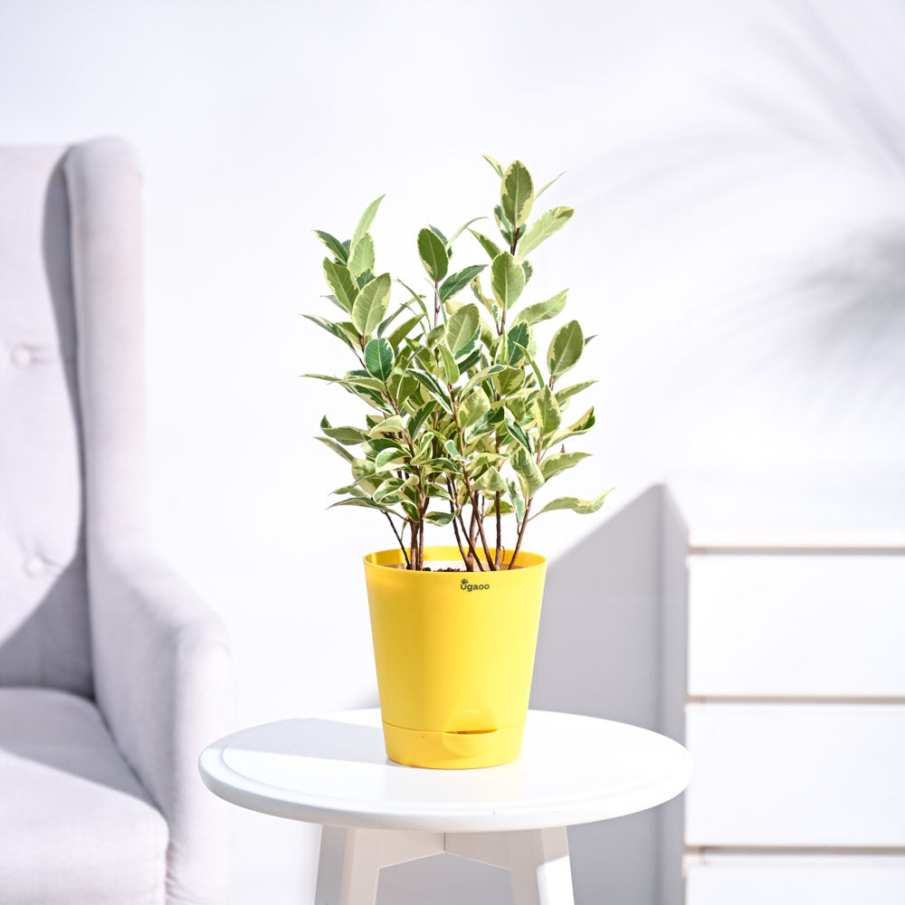 Ugaoo Ficus Prestige Plant - view 2