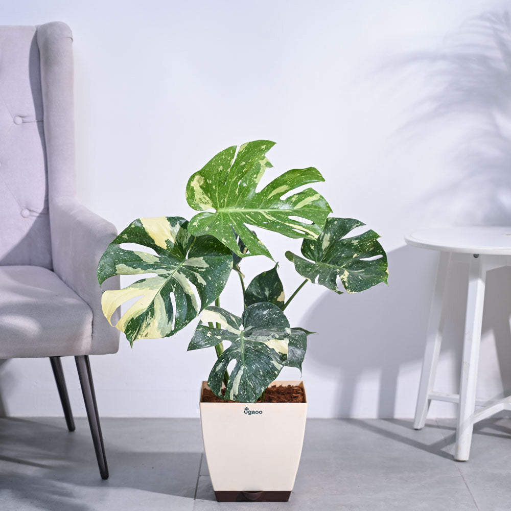 Ugaoo Monstera Thai Constellation XL