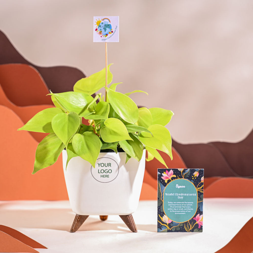 Ugaoo Philodendron Oxycardium Golden Plant For Environment Day Gifting - view 38