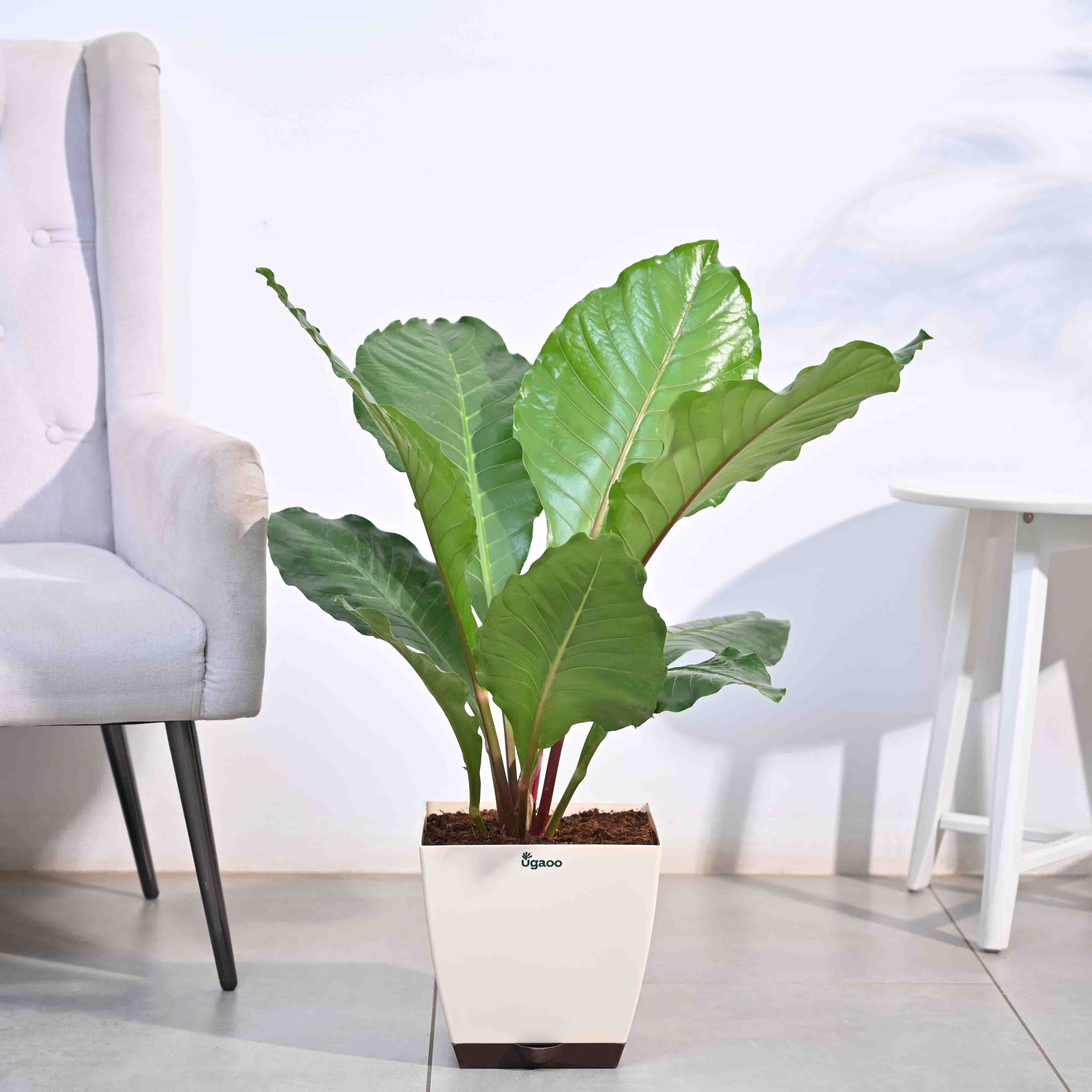 Ugaoo Anthurium Hookeri - XL