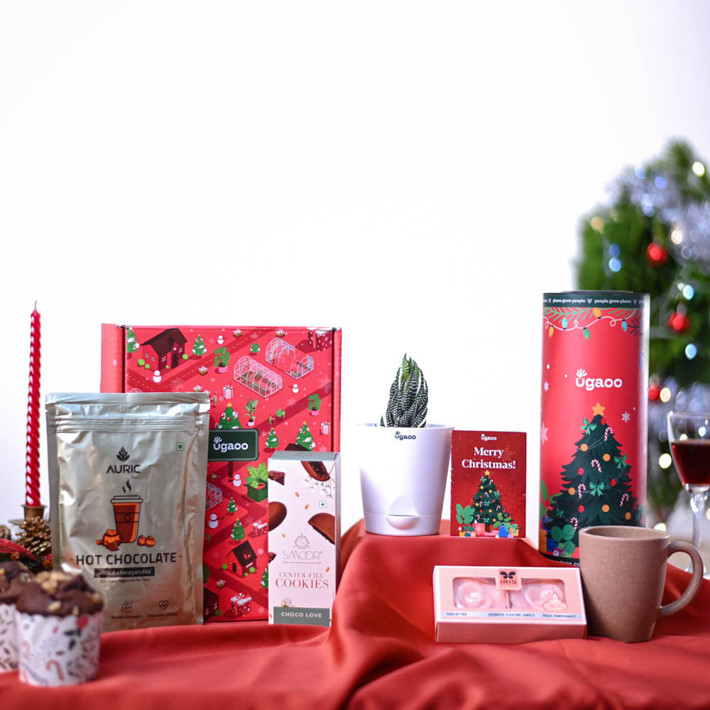 Ugaoo Haworthia Plant Christmas Gift Hamper