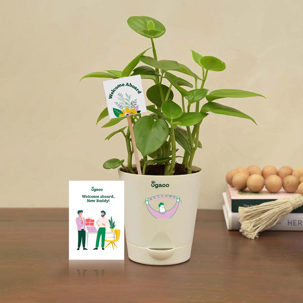 Ugaoo Peperomia Green Plant Gift Hamper
