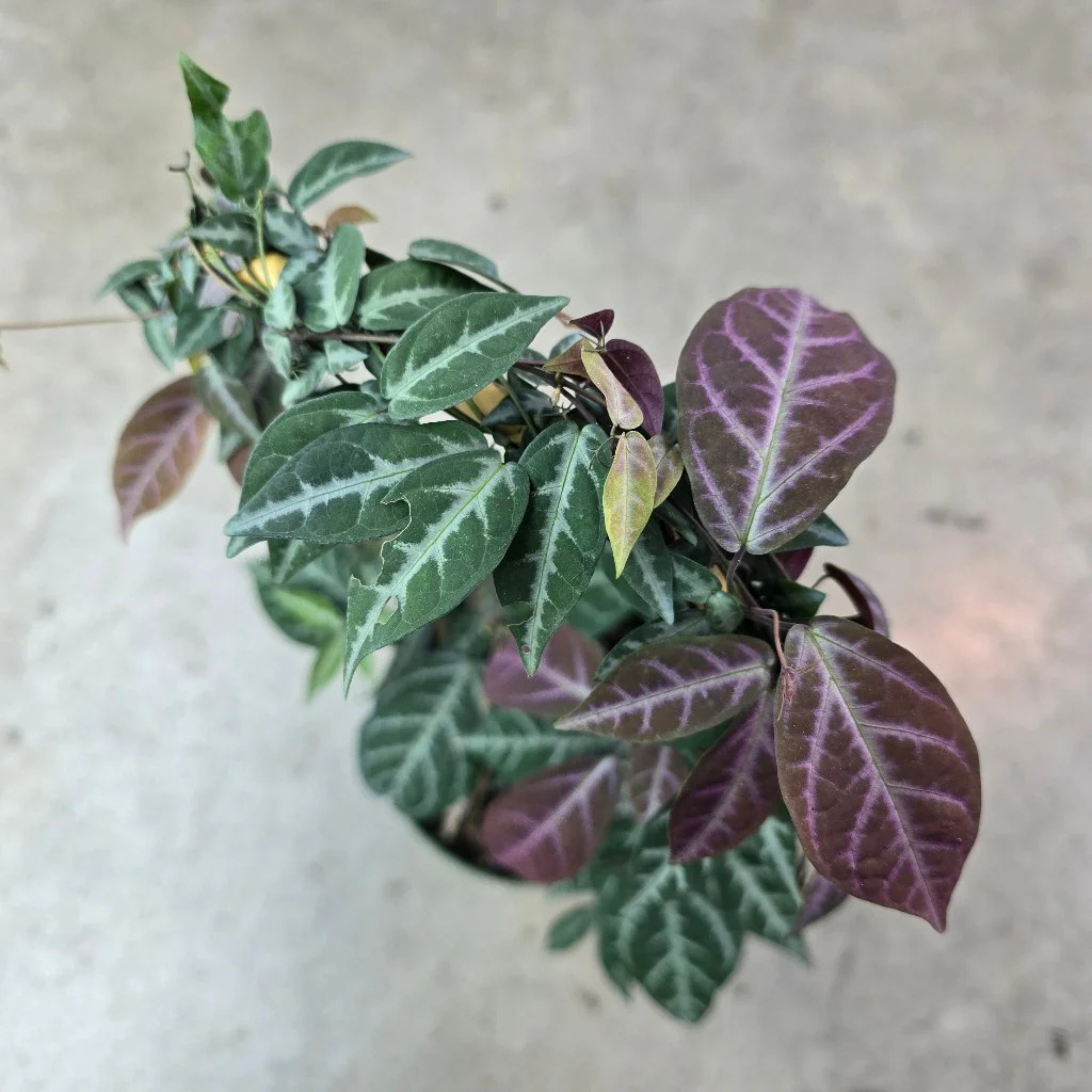 MR Silver-Leaved Trumpet Vine (Bignonia argyreoviolascens) Indoor / Outdoor Live Plant