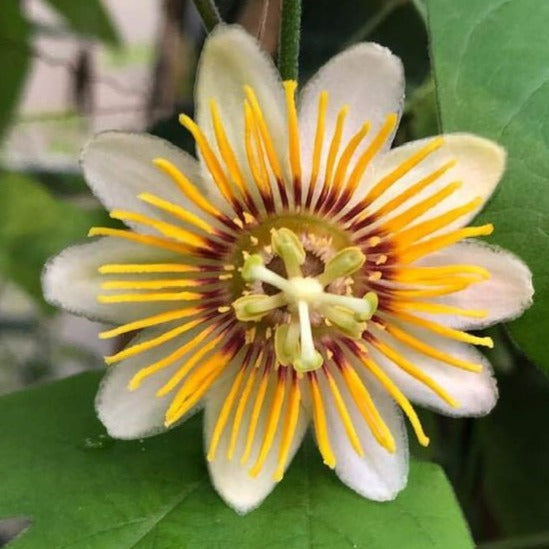 MR Passiflora holosericea (Krishna Kamal) Yellow Flowering Live Plant - view 2