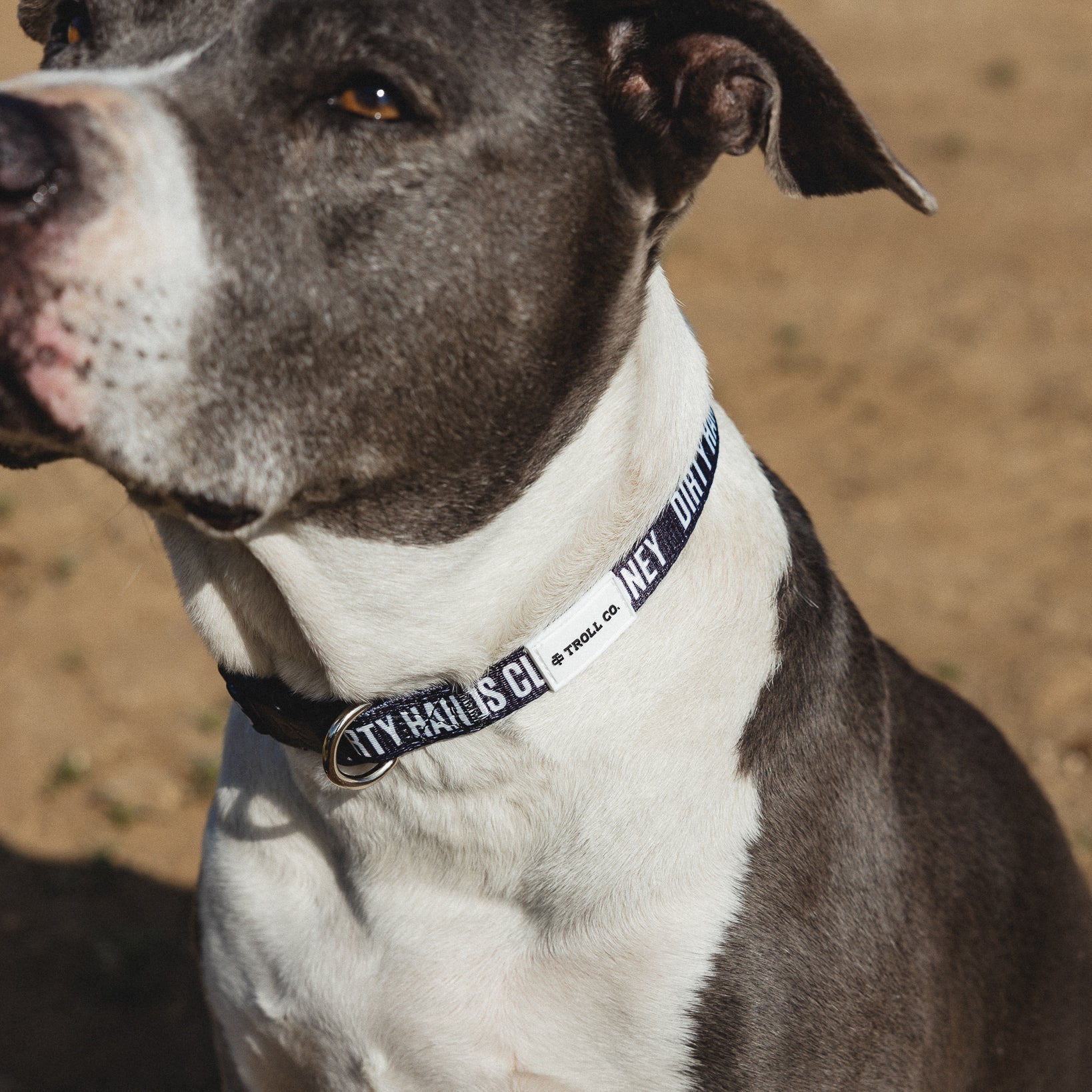 Radial DHCM Heavy Duty Dog Collar – Black - view 3