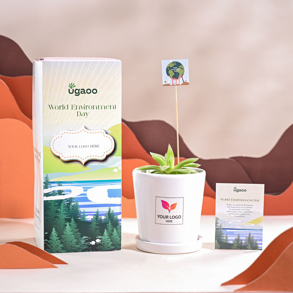 Ugaoo Haworthia Cooperi Fleshy For Environment Day Gifting - view 67