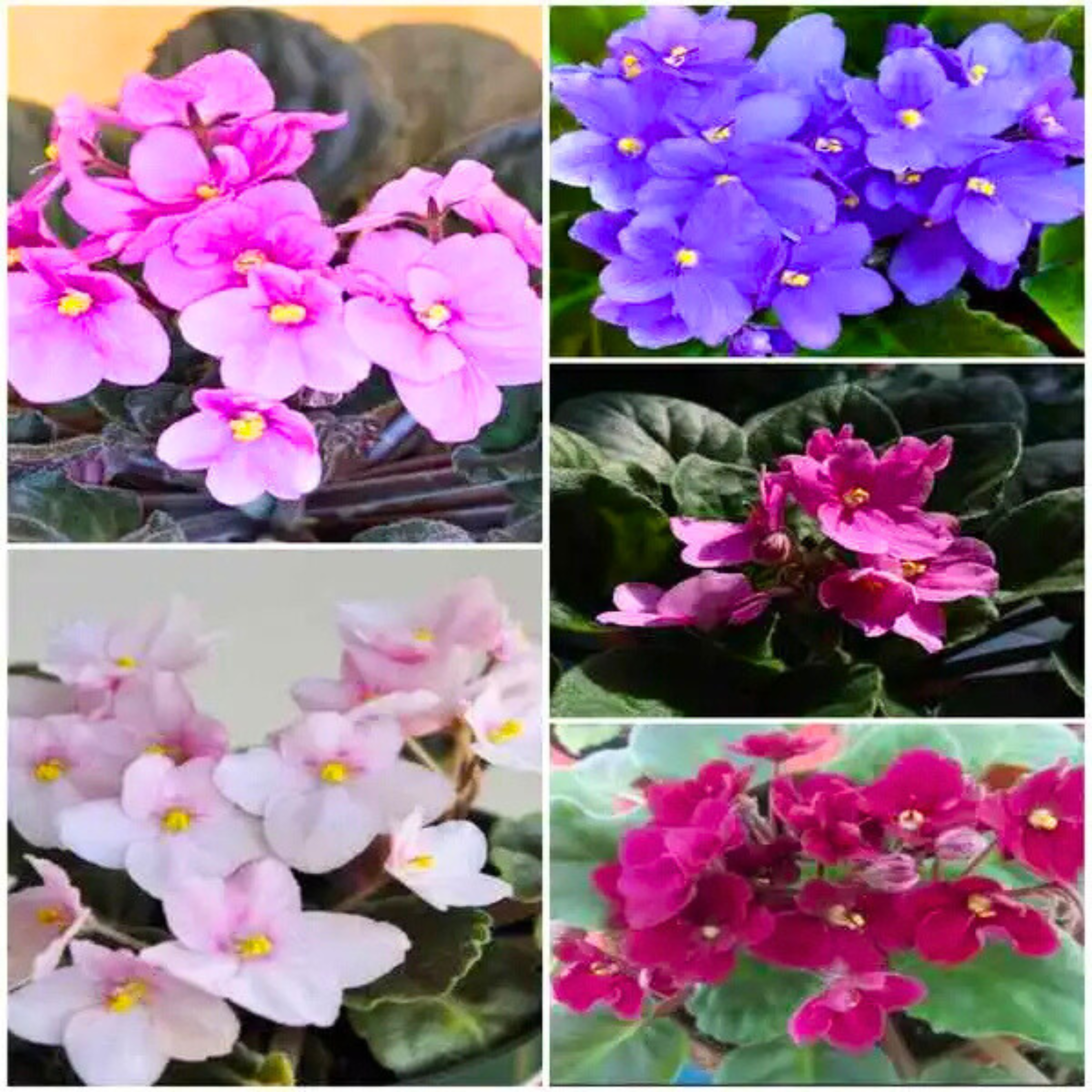 DZ African Violet 5 Colour Combo