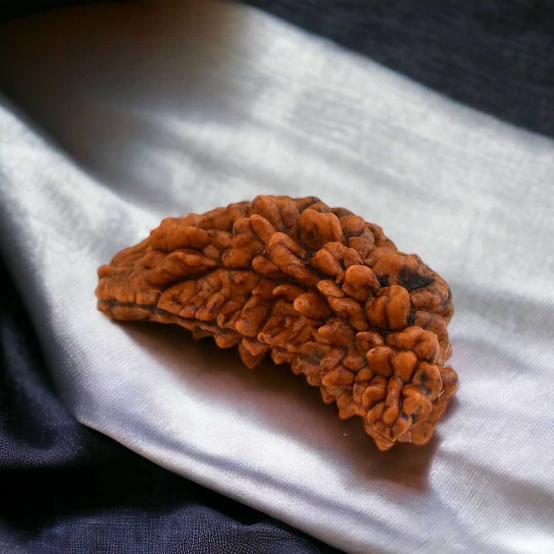 Soultheory Natural 1 Mukhi Nepali Rudraksha - Ek Mukhi