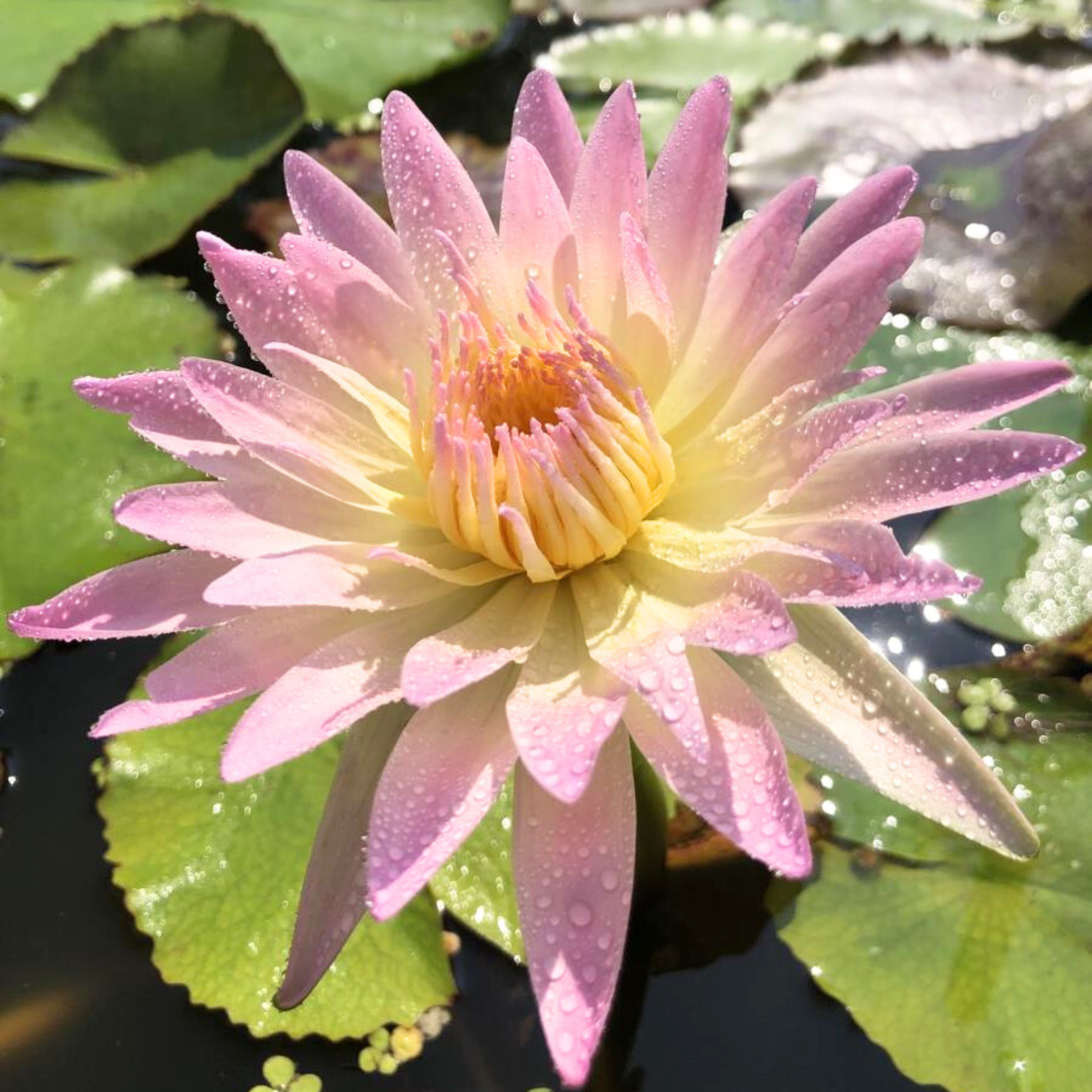 DZ Nymphaea Day Glow - view 2