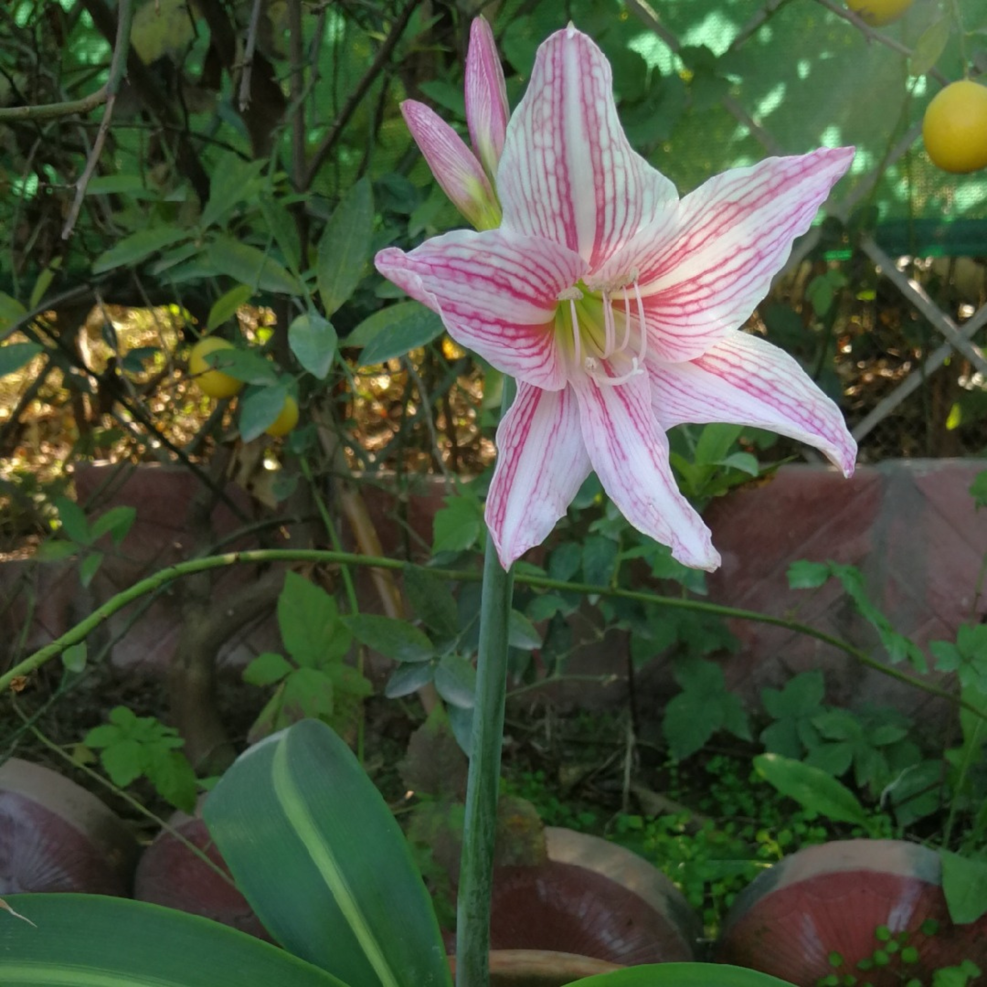 MR Amaryllis Pink (Hippeastrum reticulatum) Flowering Live Plant
