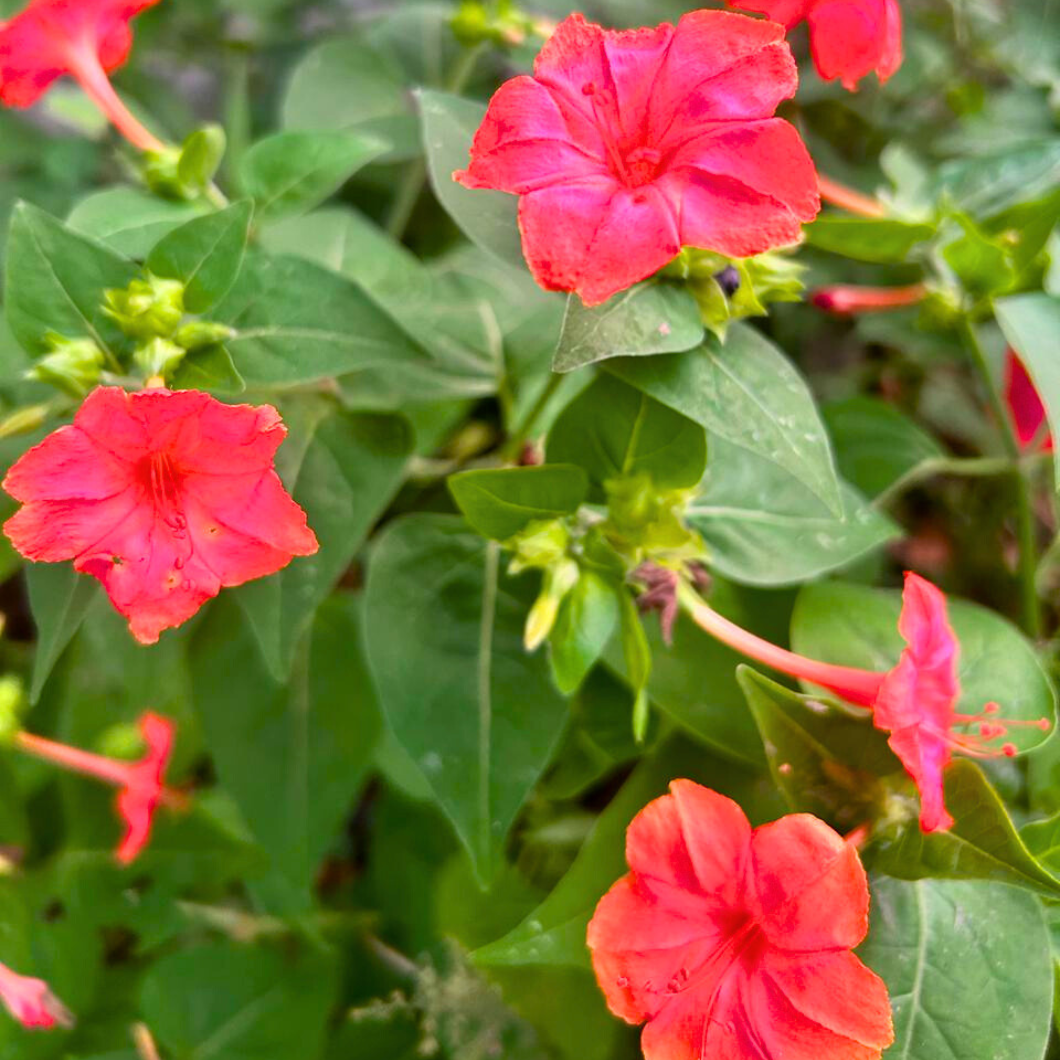 MR 4 o Clock Orange Hybrid All Time Flowering Live Plant