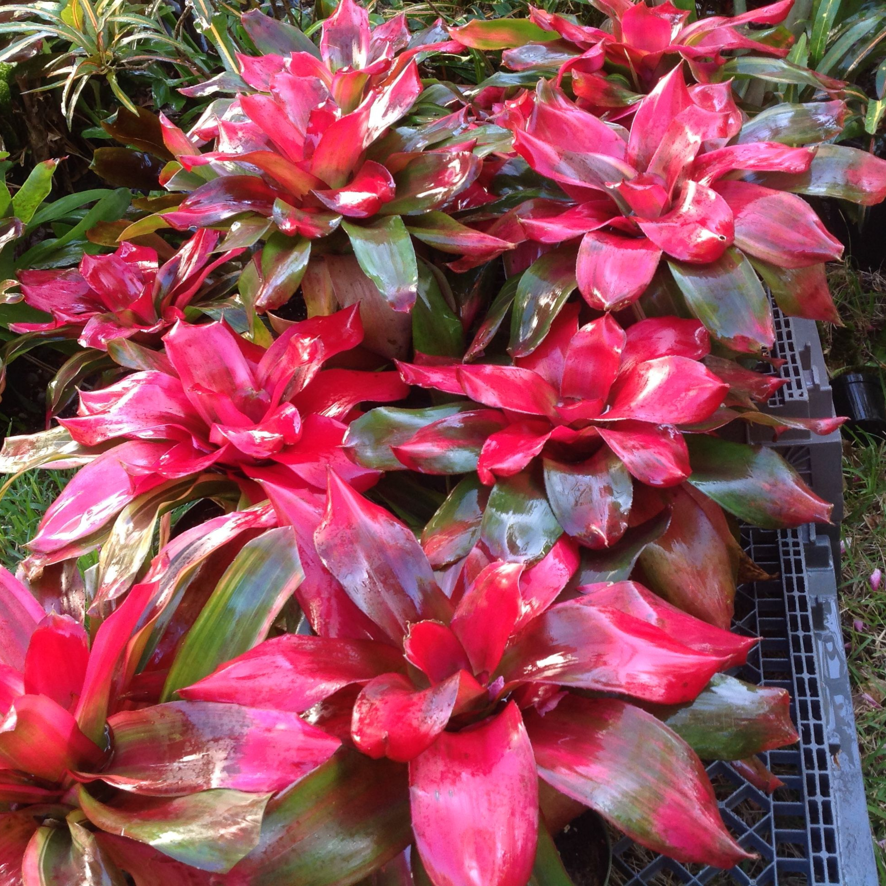 DZ Bromeliad Neoregelia Magali Indoor/Outdoor Live Plant - view 3