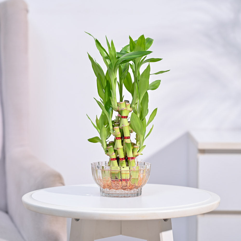 Ugaoo Lucky Bamboo Plant- Pyramid