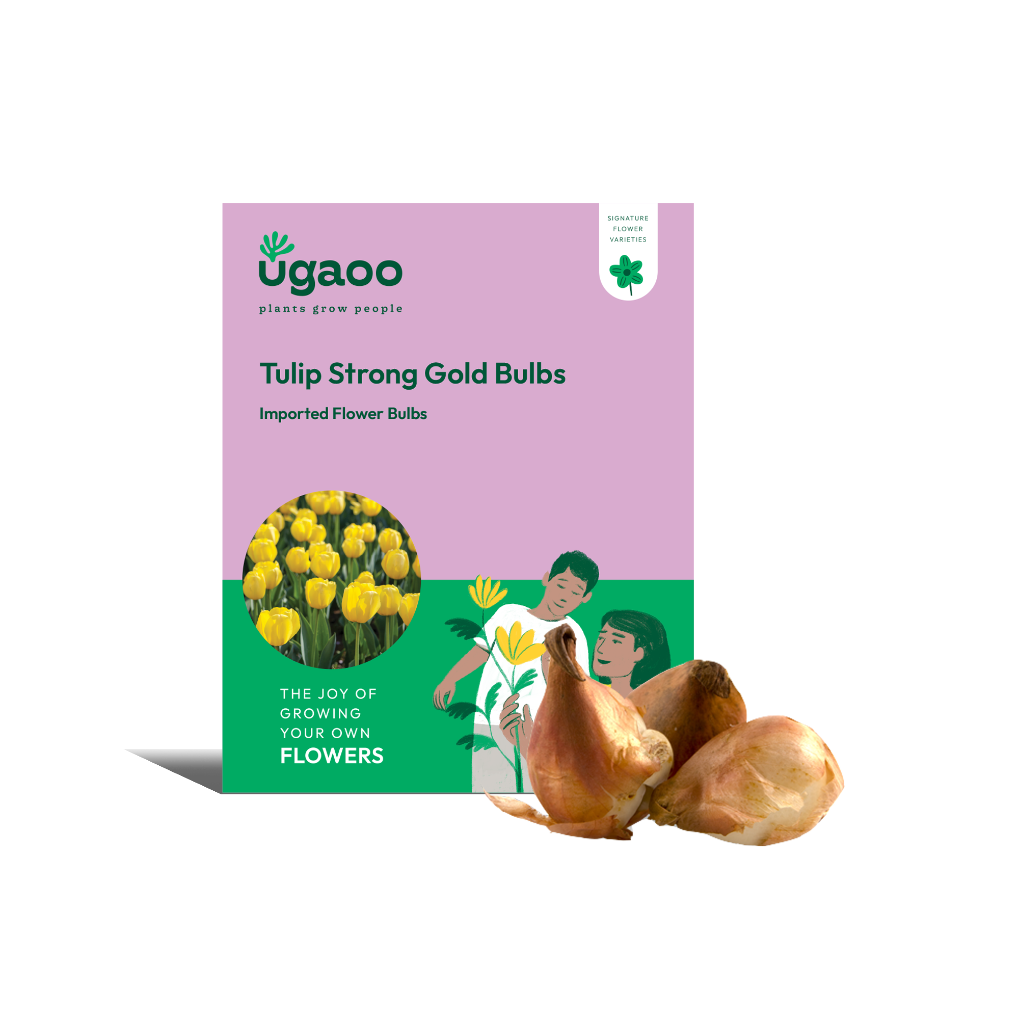 Ugaoo Tulip Strong Gold Bulbs