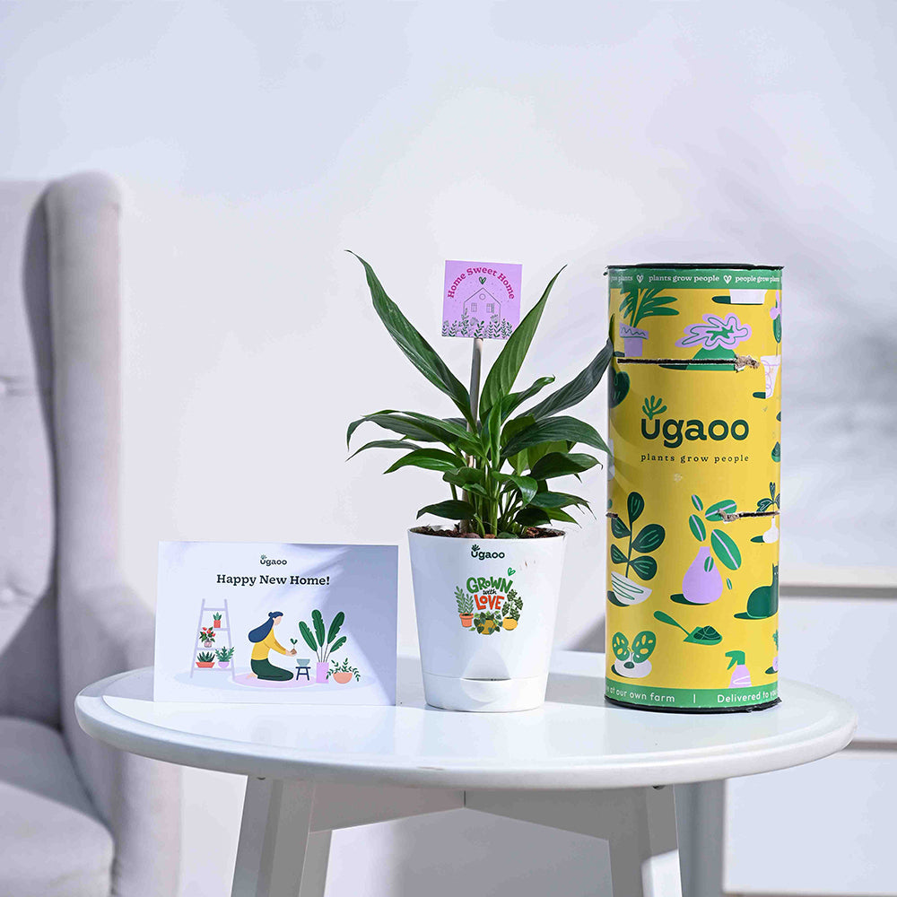 Ugaoo Peace Lily Housewarming Gift Hamper - view 2