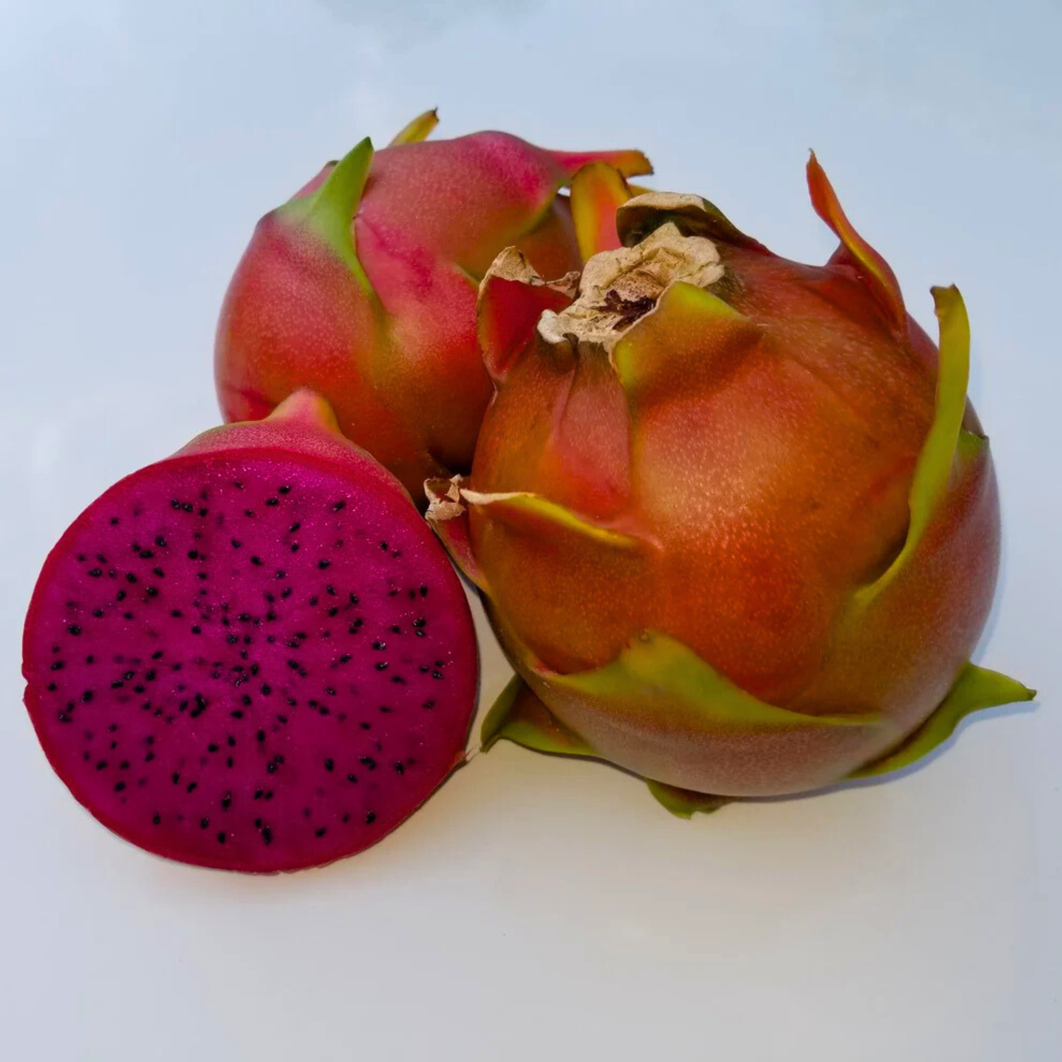 VL Shayna Hybrid Dragon Fruit Live Plant - view 2