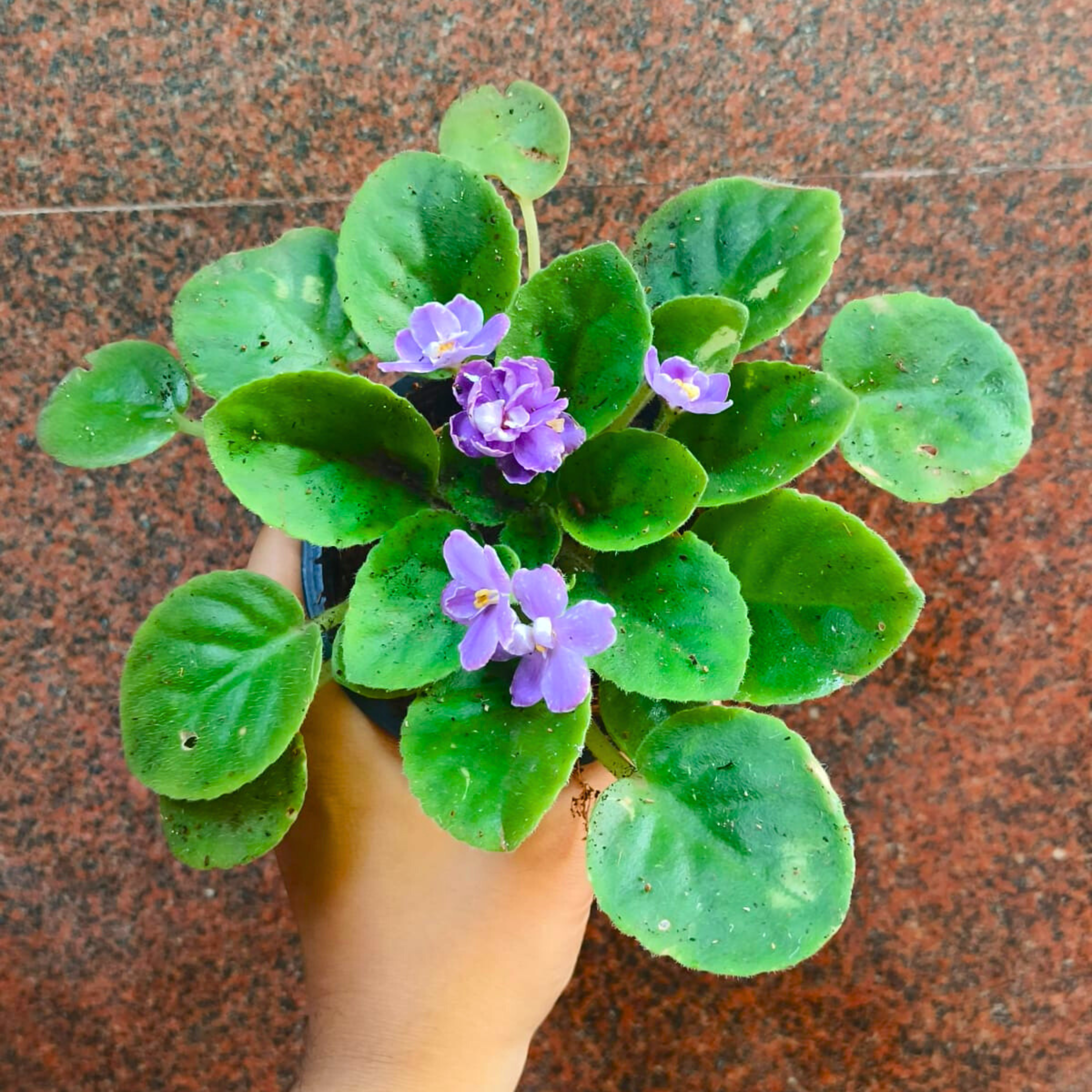 DZ African Violet Blue Indoor Flowering Live Plant
