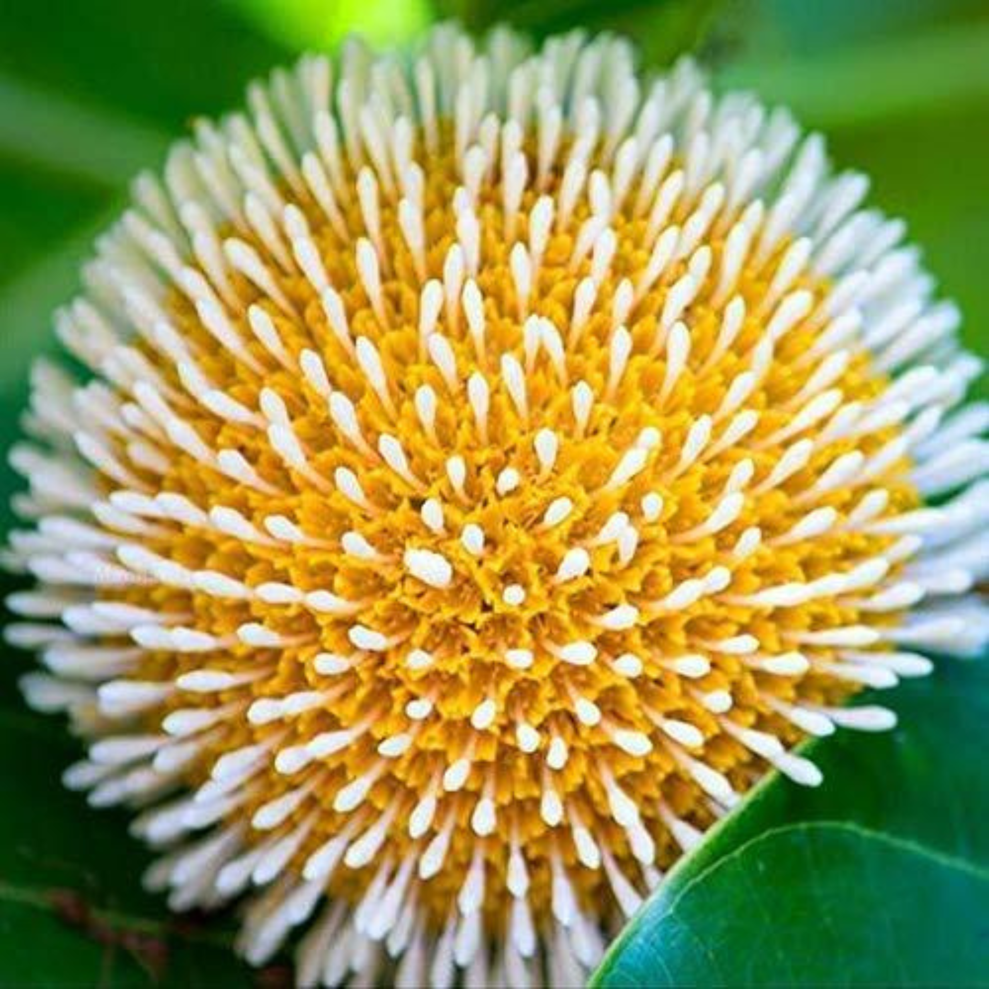 MR Kadamb Flowering Plants Combo - view 2