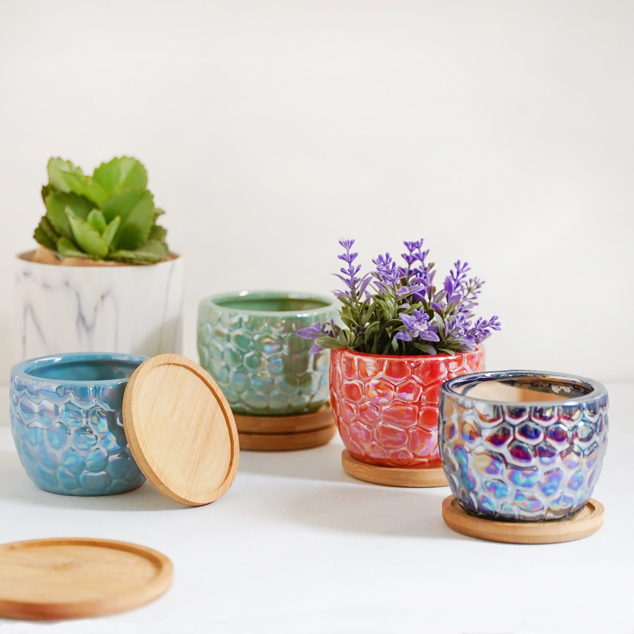 Nestasia Succulent Pots