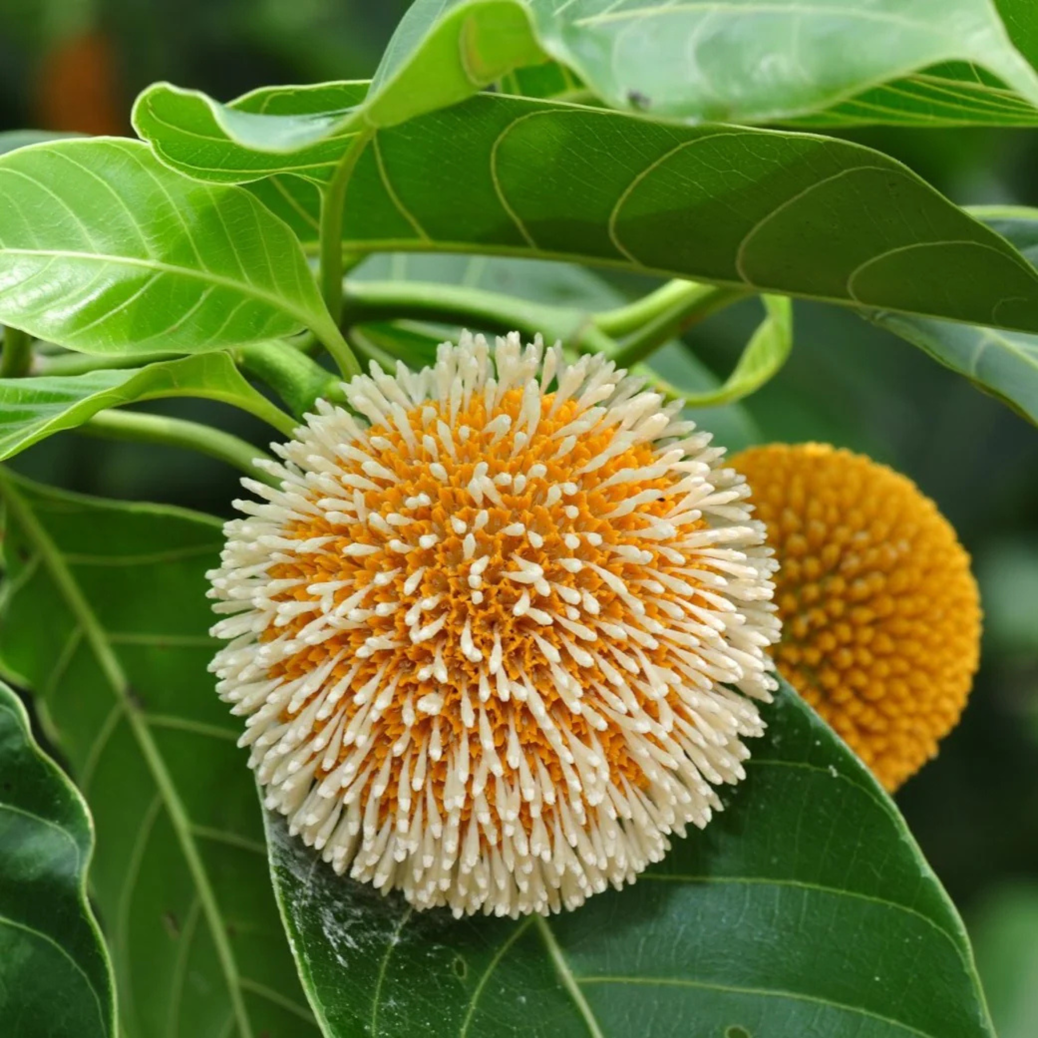MR Kadamb Flowering Plants Combo