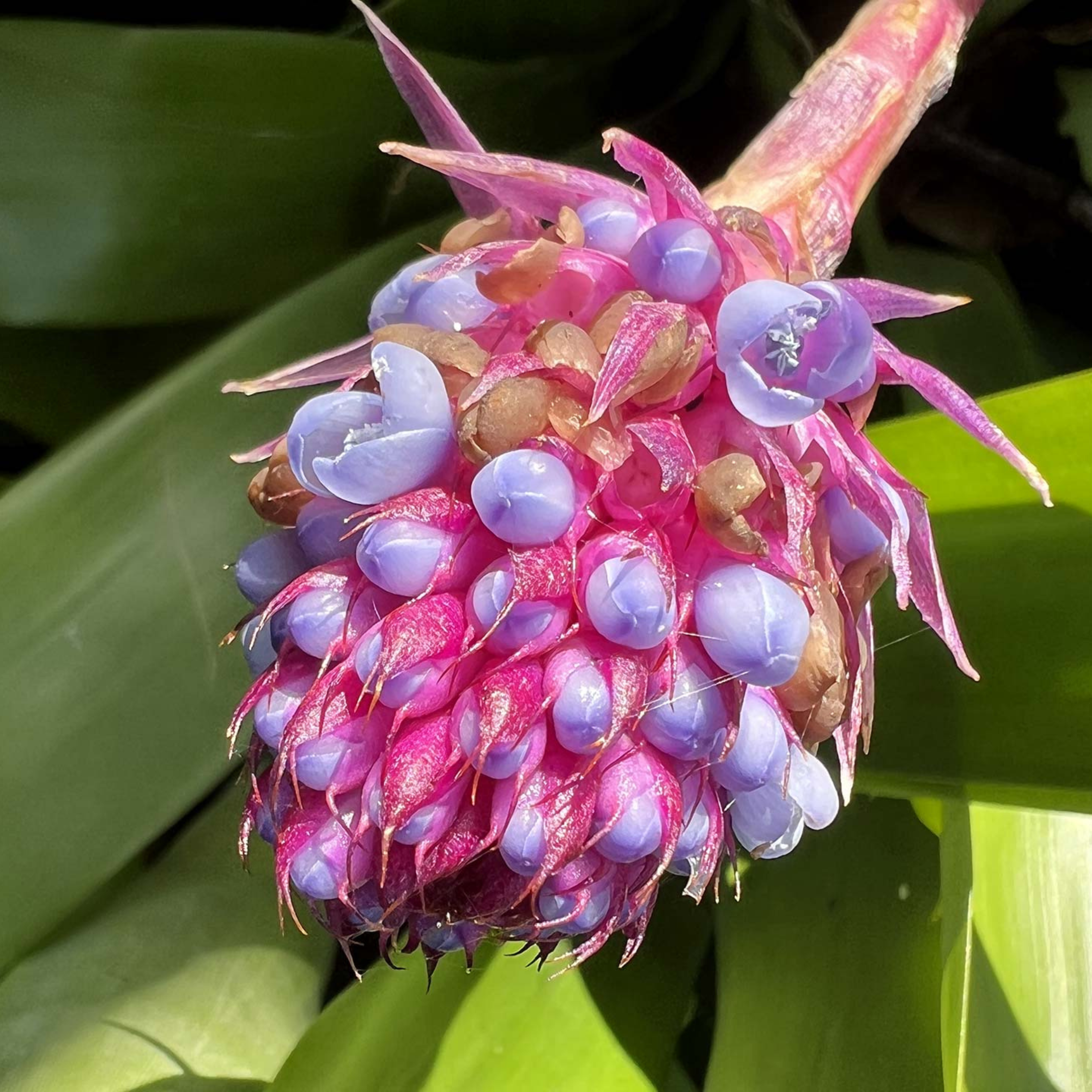 MR Matchstick Airplant / Bromeliad (Aechmea cylindrata) Rare All Time Flowering Live Plant