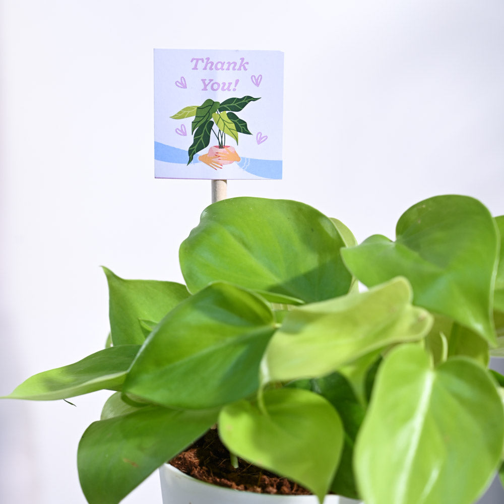 Ugaoo Philodendron Golden Thank you Gift Hamper - view 5