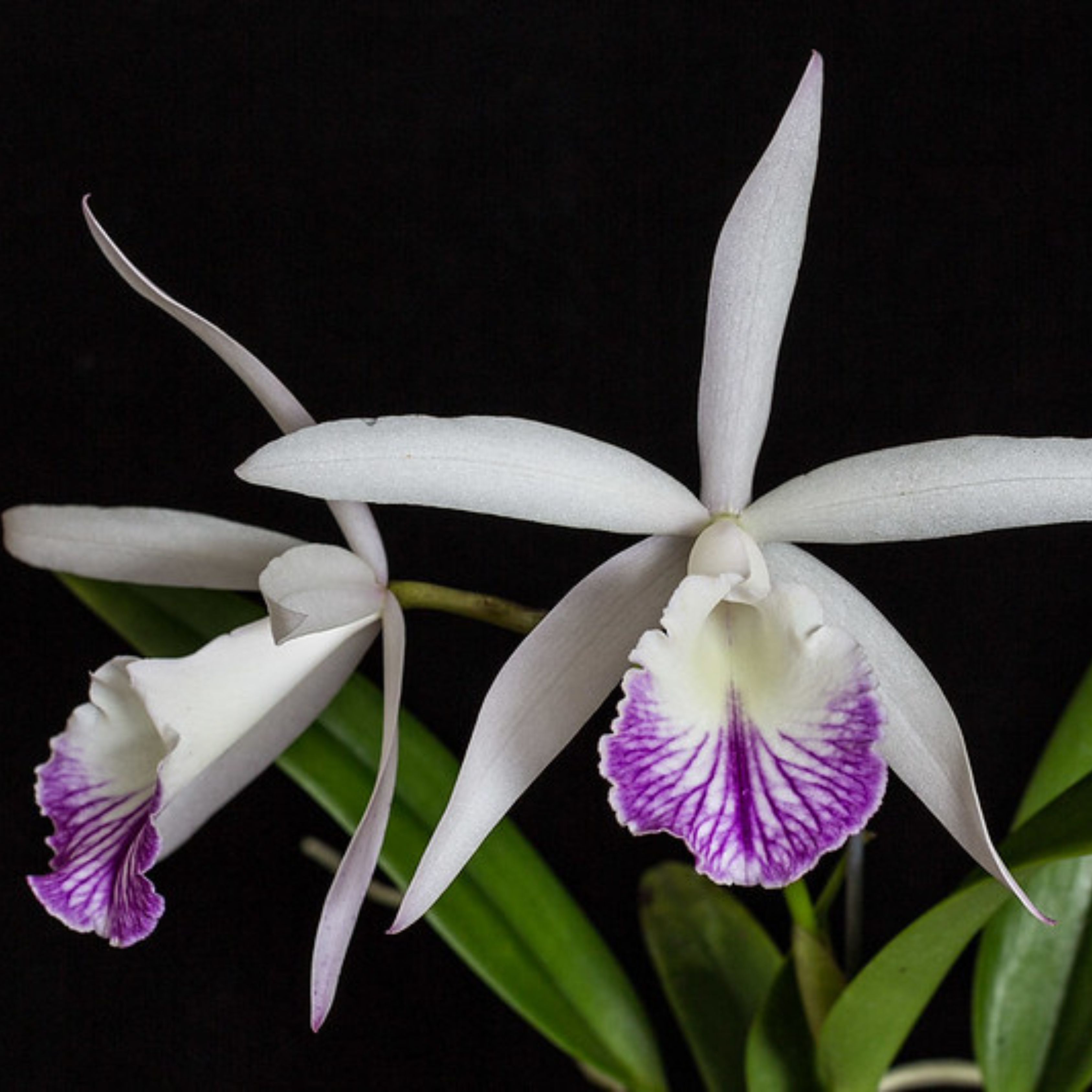 DZ Cattleya Intermedia x Morning Glory