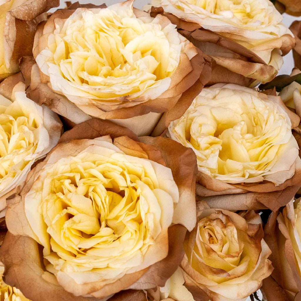 FiftyFlowers Mocha Tinted Champagne Garden Rose - view 4