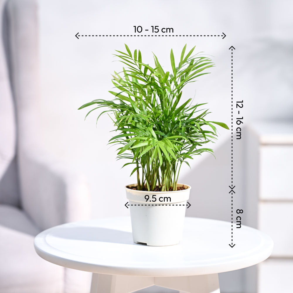 Ugaoo Ganpati Decor Plant Bundle - view 5