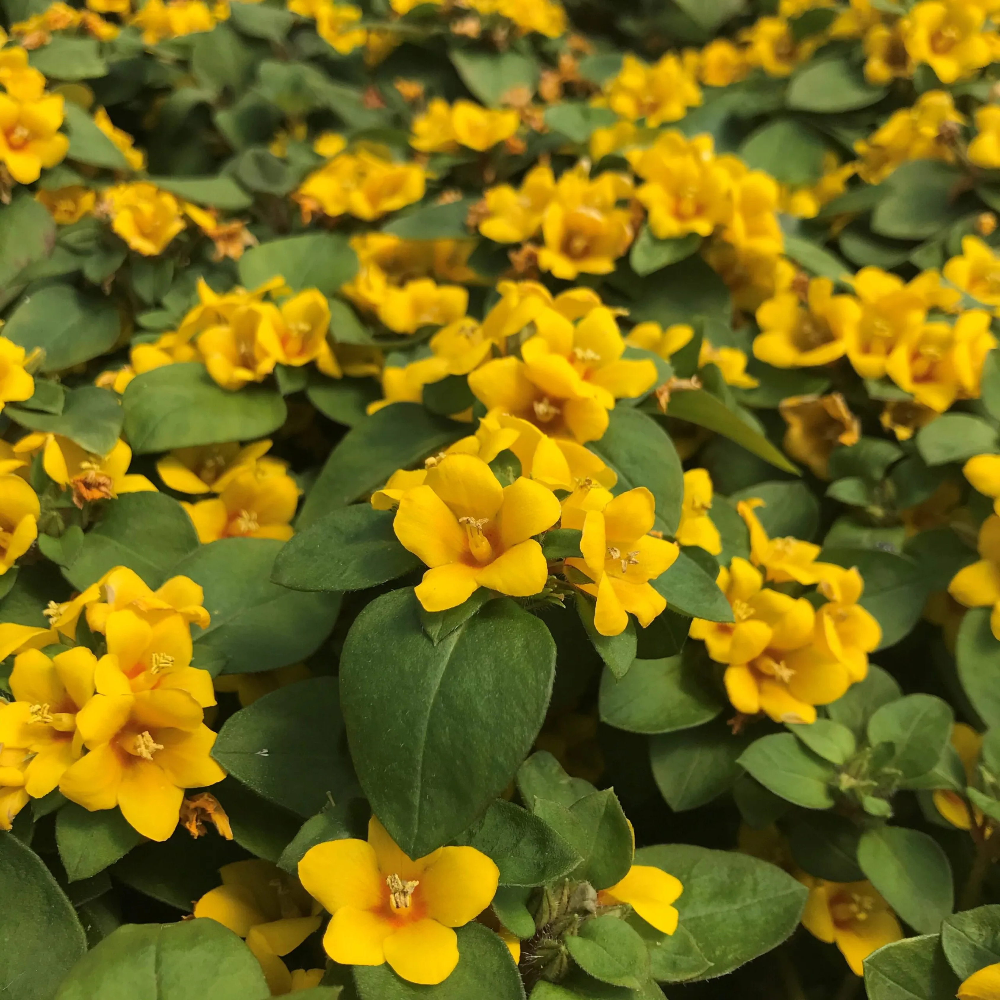 MR Golden Globes Loosestrife / Creeping Jenny (Lysimachia congestiflora) Rare Flowering Live Plant - view 2