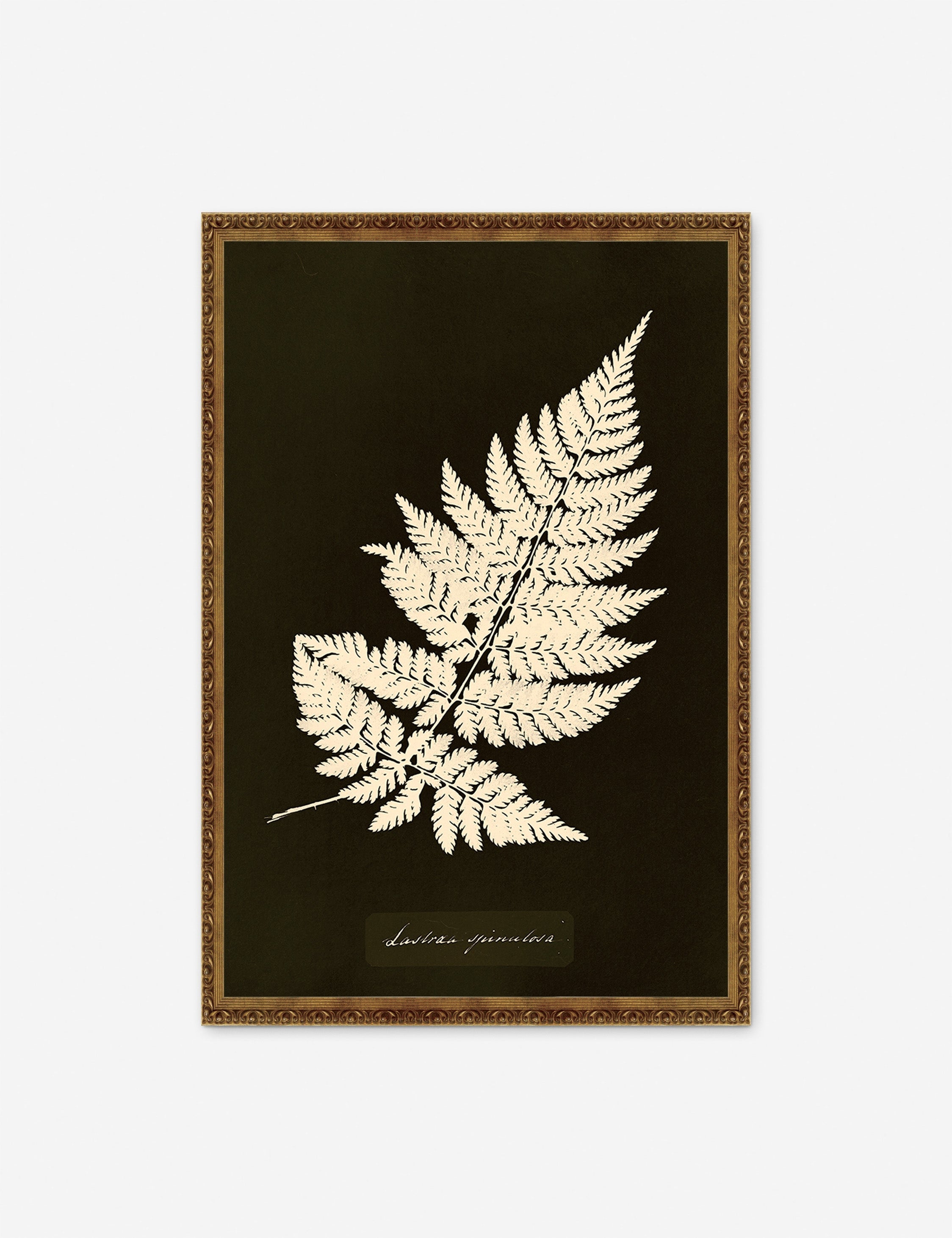 Lulu and Georgia Lastrea Spinulosa Print by Anna Atkins