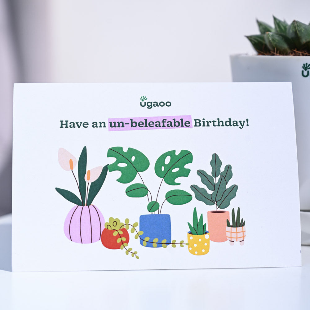 Ugaoo Haworthia Maculata Birthday Gift Hamper - view 7